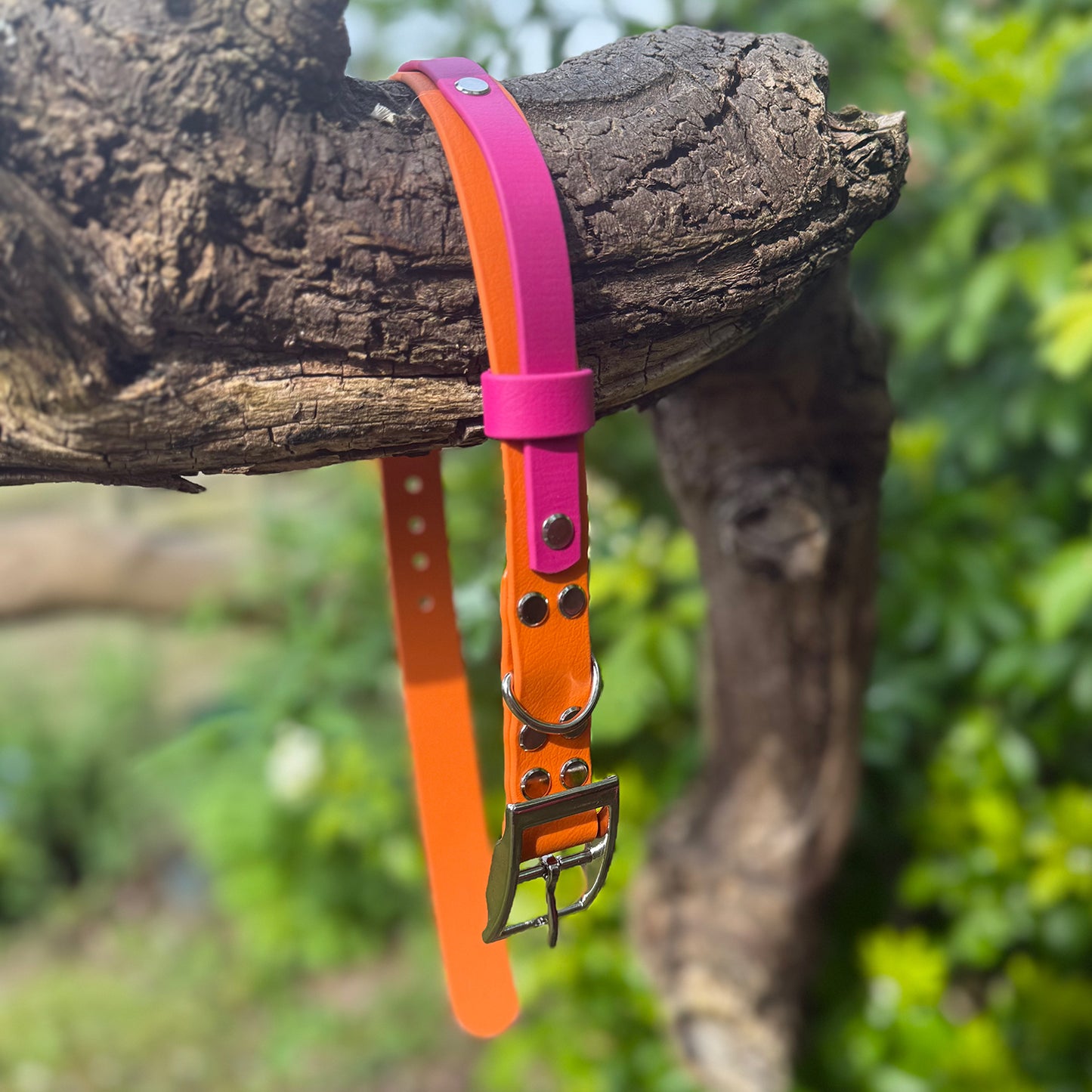 Sunset Sorbet Waterproof Dog Collar