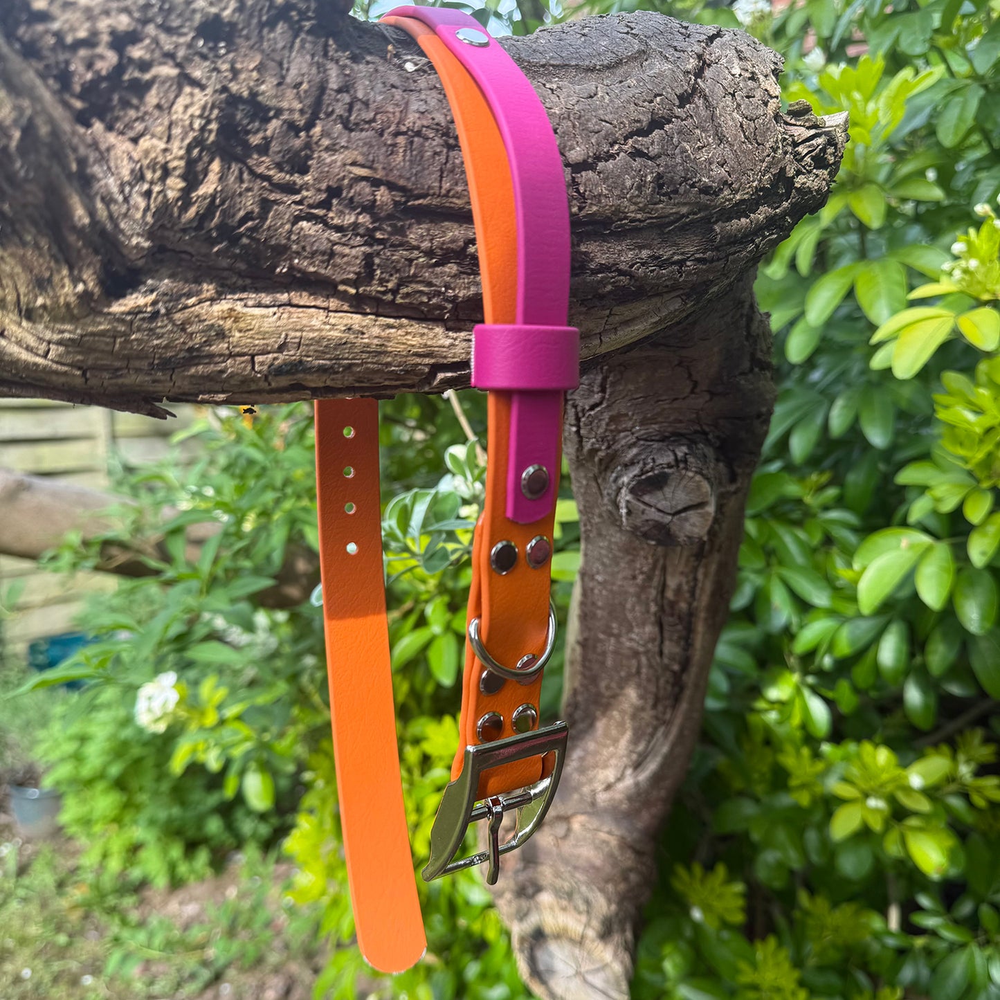 Sunset Sorbet Waterproof Dog Collar