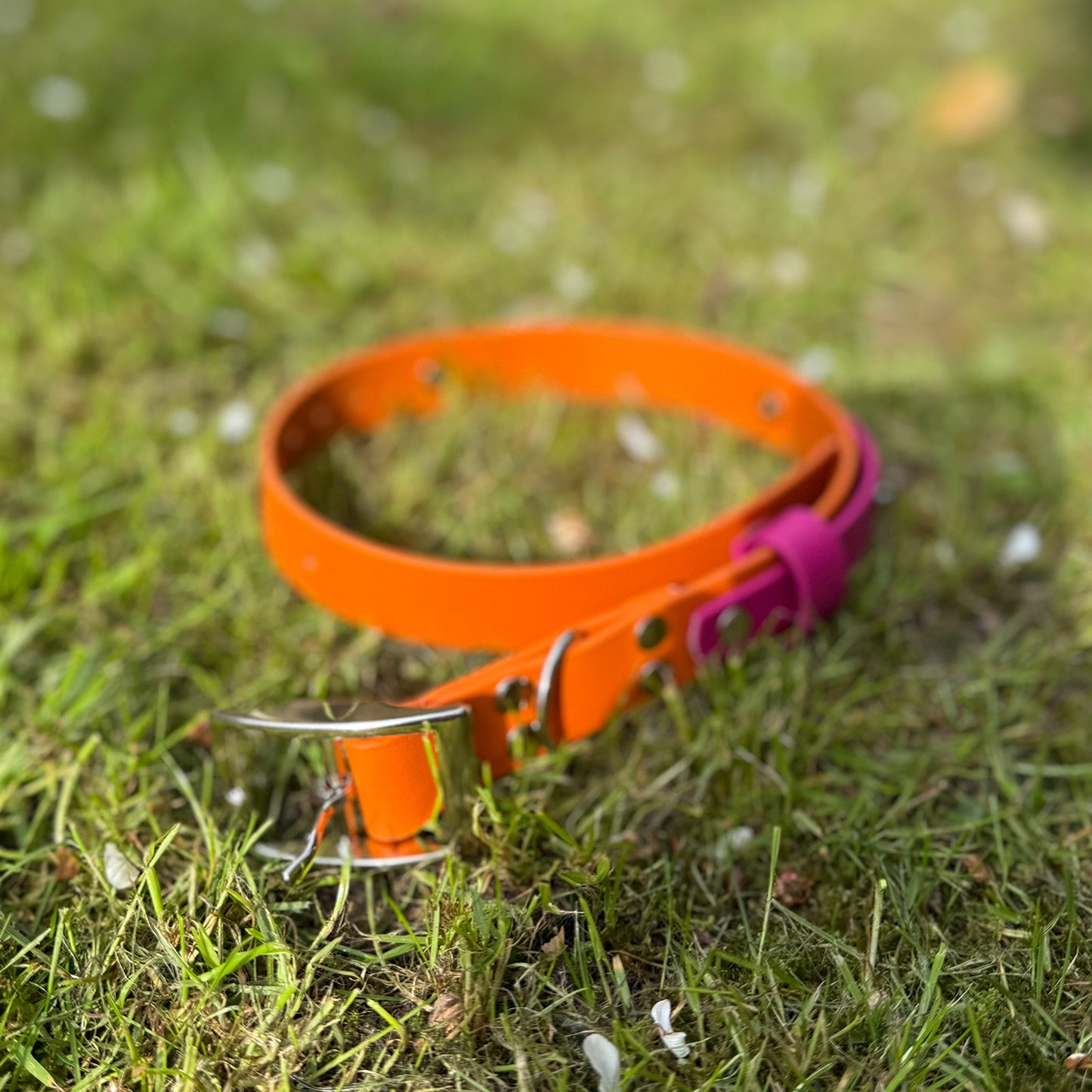Sunset Sorbet Waterproof Dog Collar