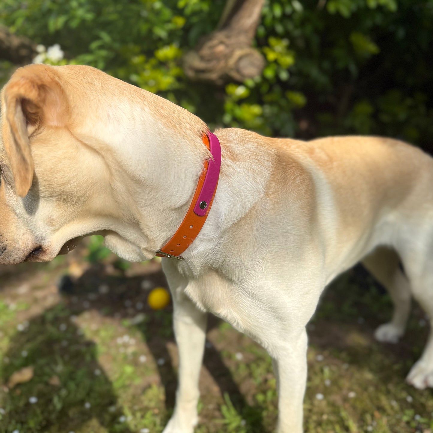 Sunset Sorbet Waterproof Dog Collar