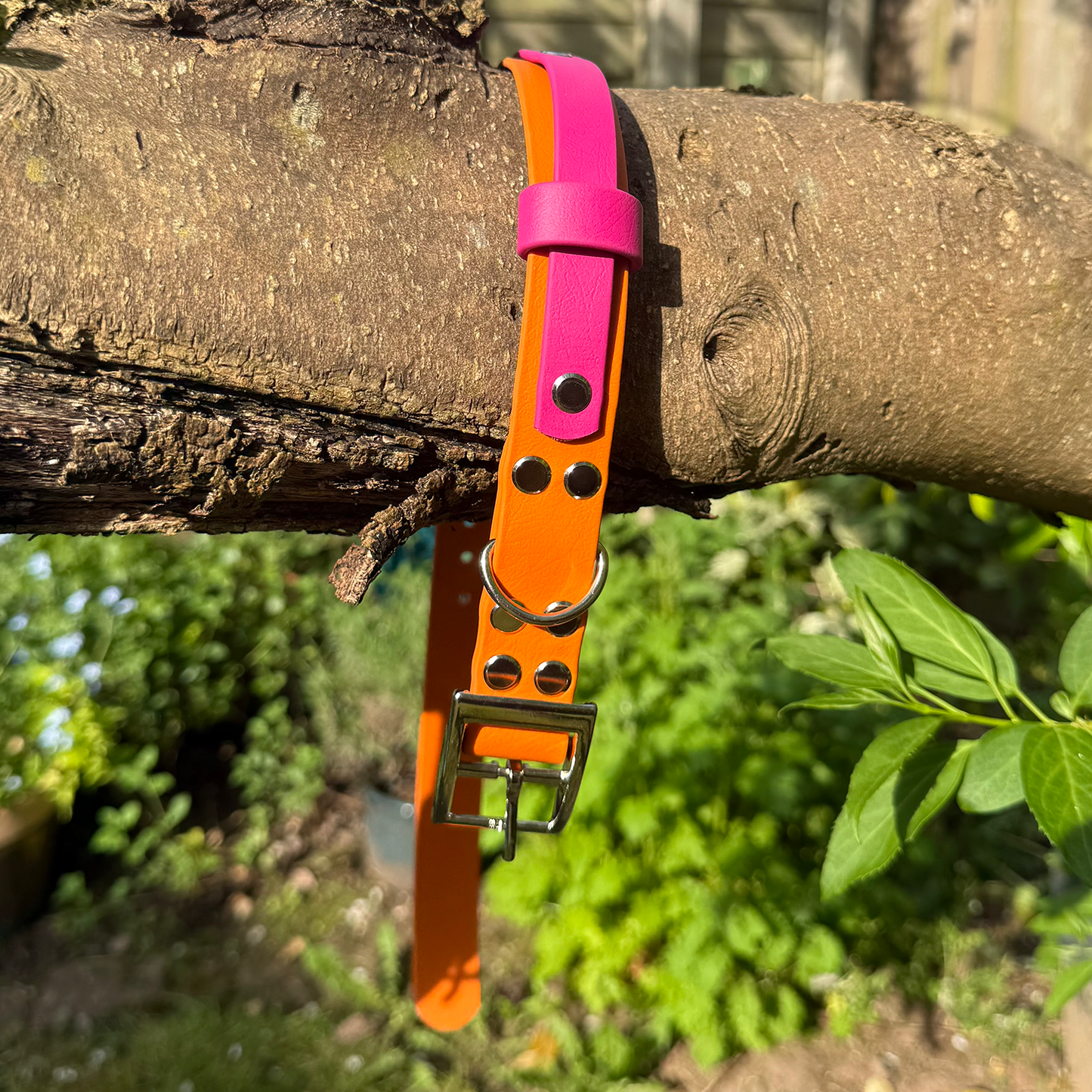 Sunset Sorbet Waterproof Dog Collar