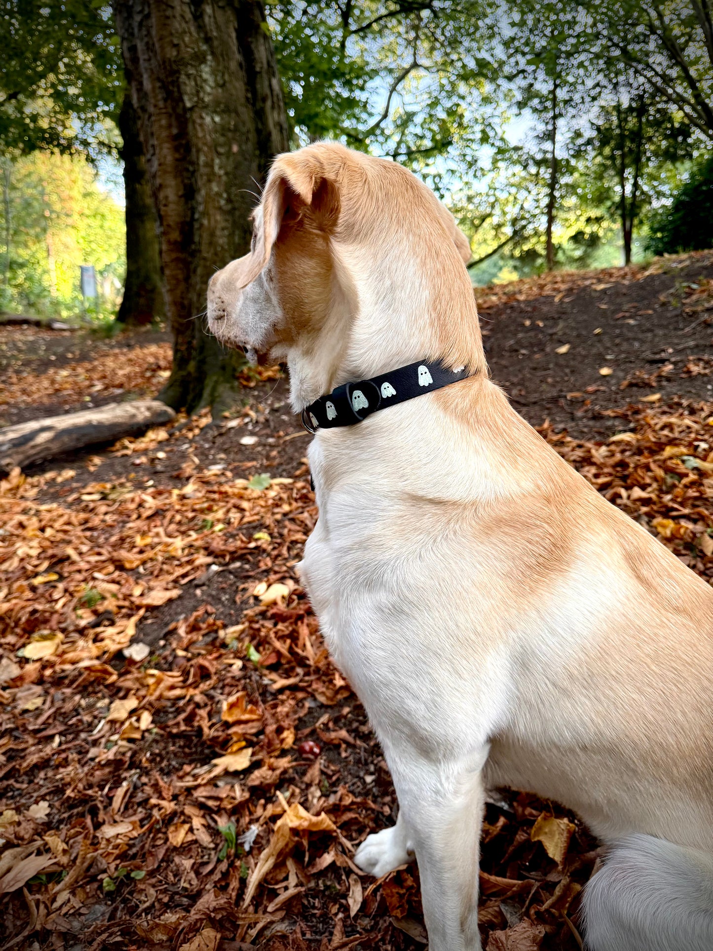 Howl-o-Ween Glow 👻 Glow-in-the-dark dog collar