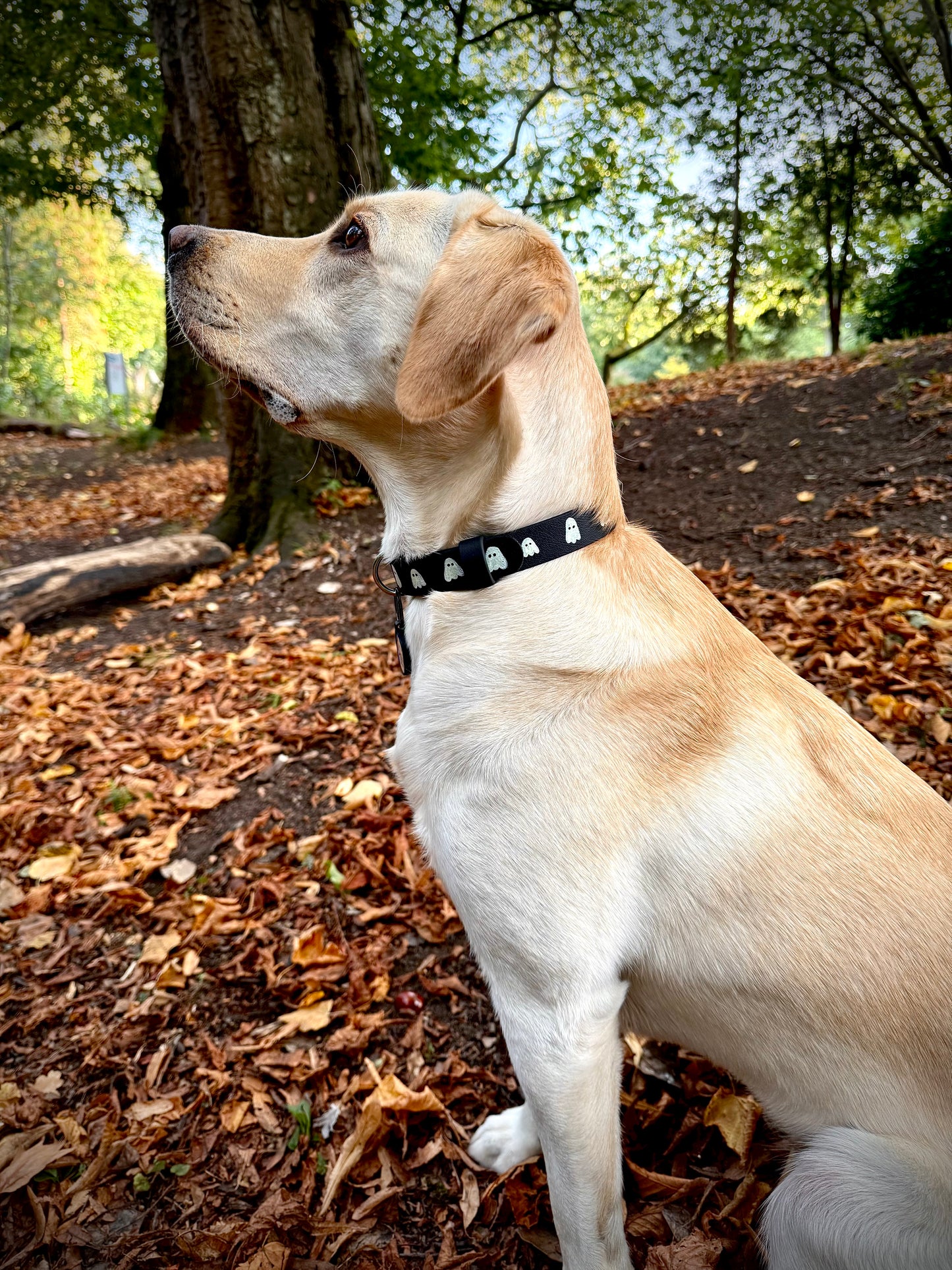 Howl-o-Ween Glow 👻 Glow-in-the-dark dog collar