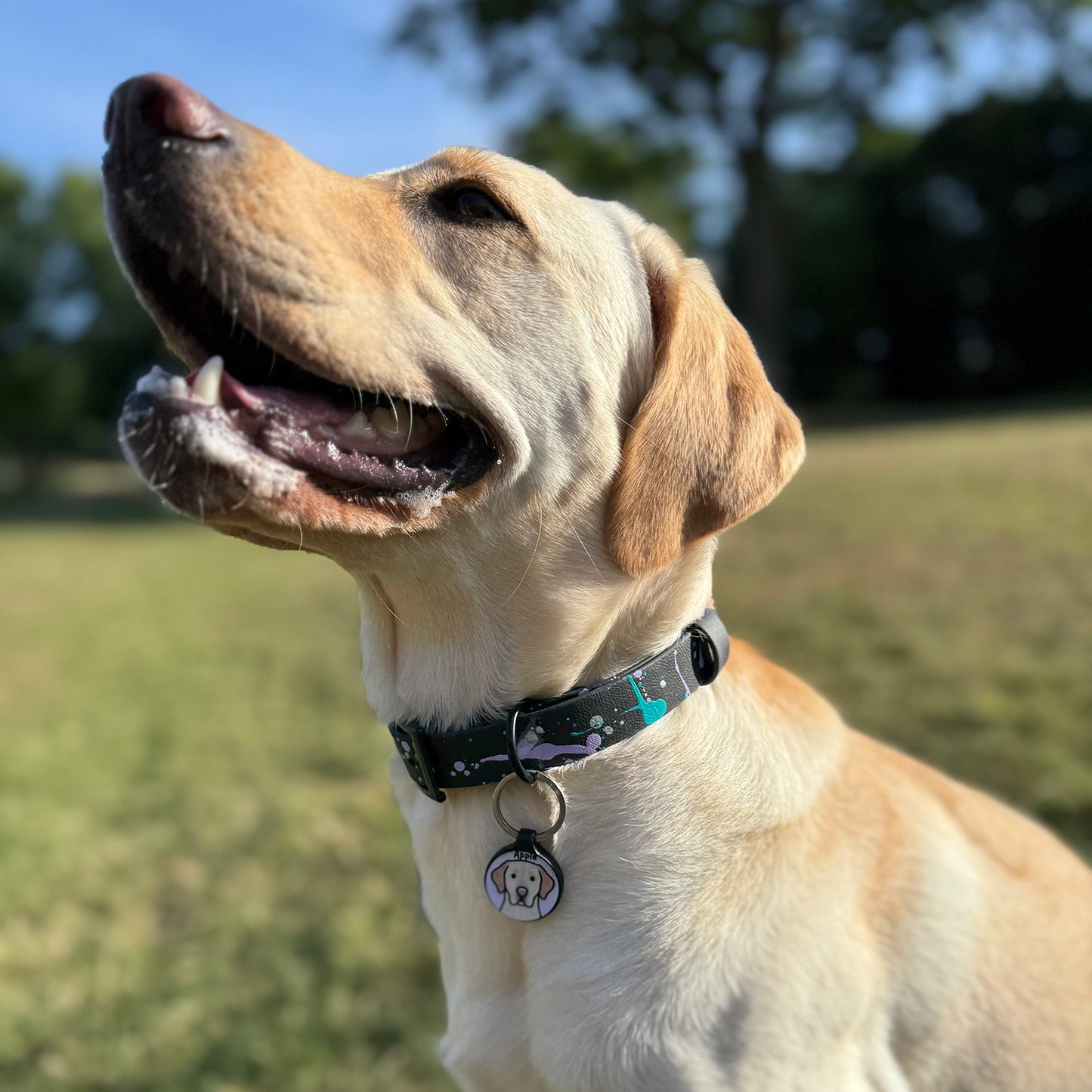 Summer Storm ⚡️ Waterproof Dog Collar
