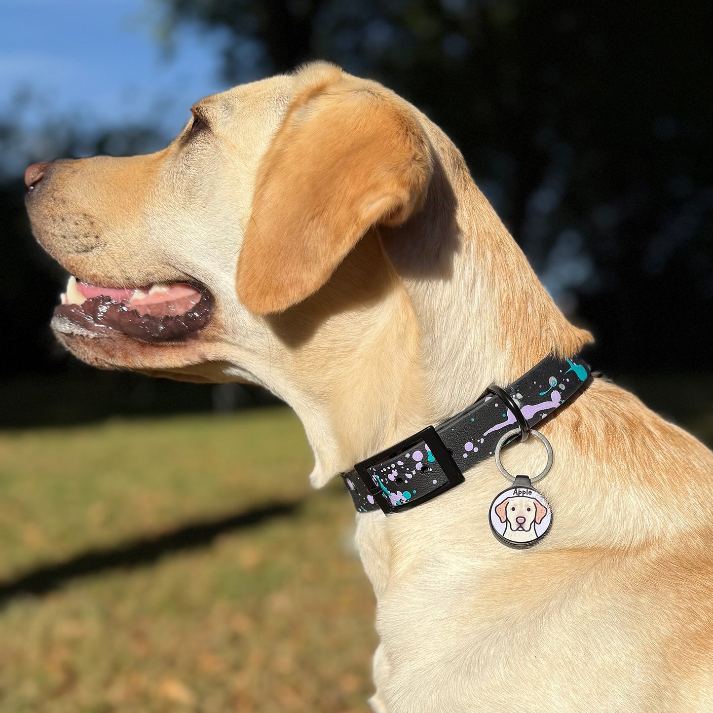 Summer Storm ⚡️ Waterproof Dog Collar