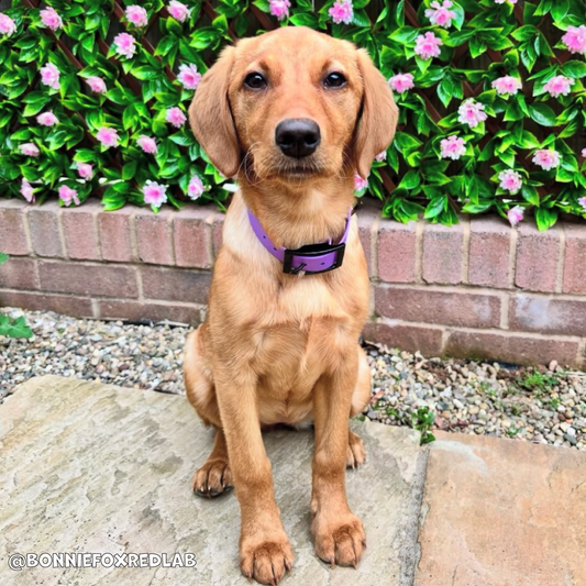 Violet Waterproof Dog Collar 💜✨
