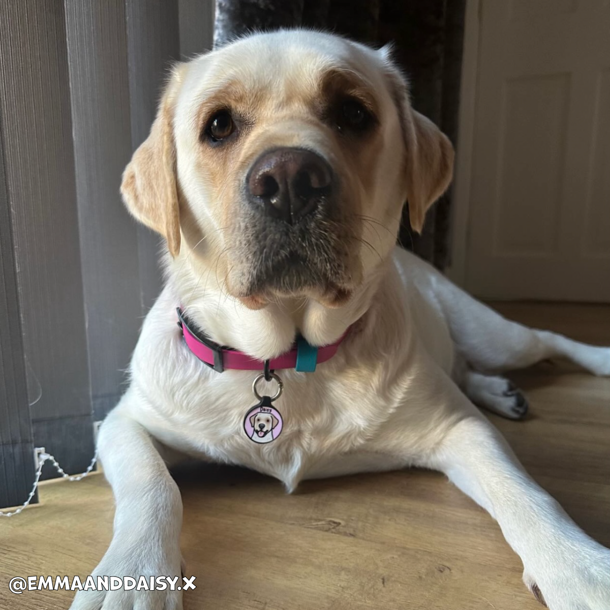 Magenta Pink Waterproof Dog Collar πβ¨