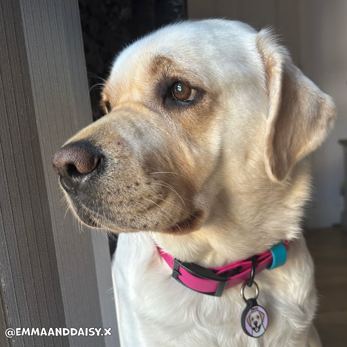 Magenta Pink Waterproof Dog Collar πβ¨