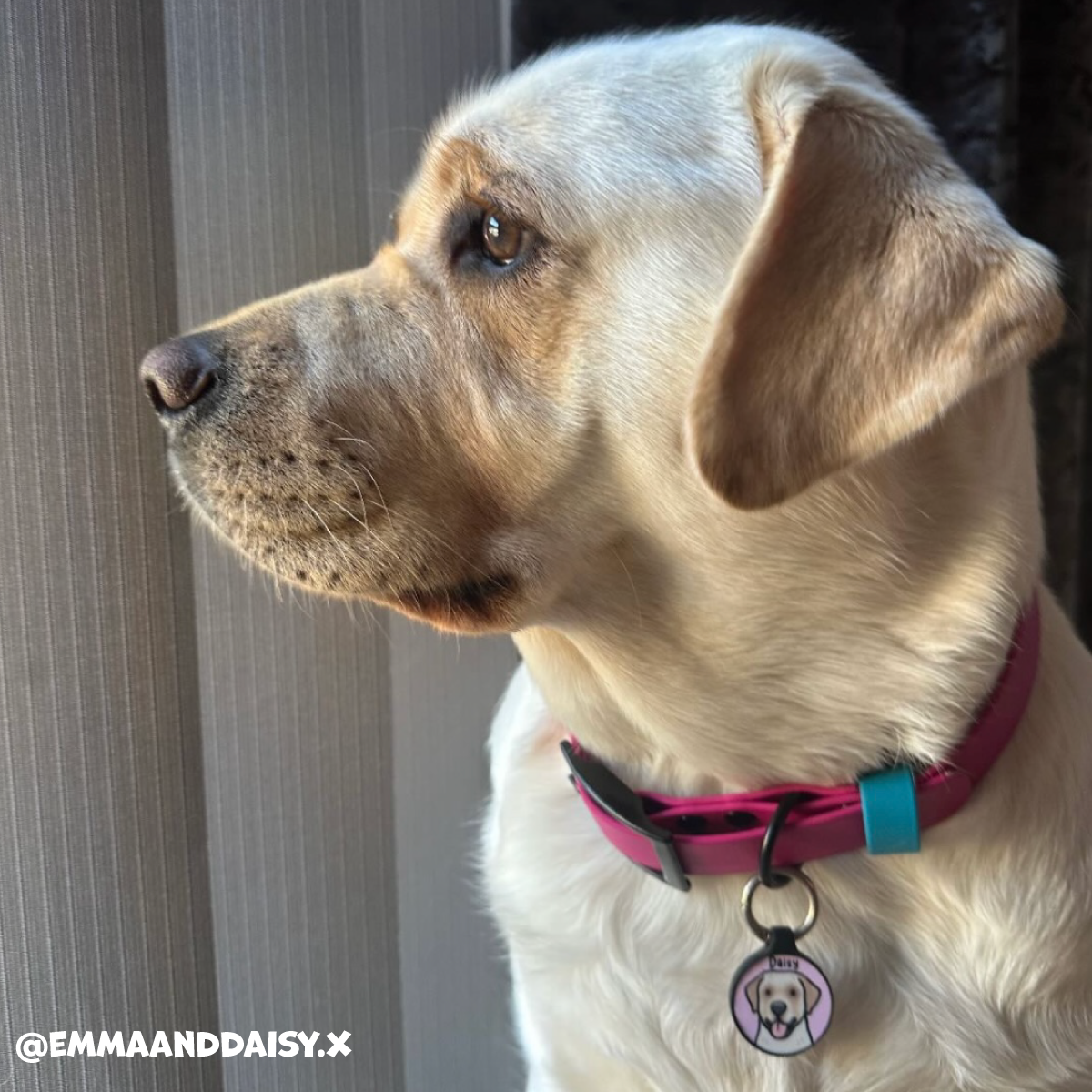 Magenta Pink Waterproof Dog Collar πβ¨