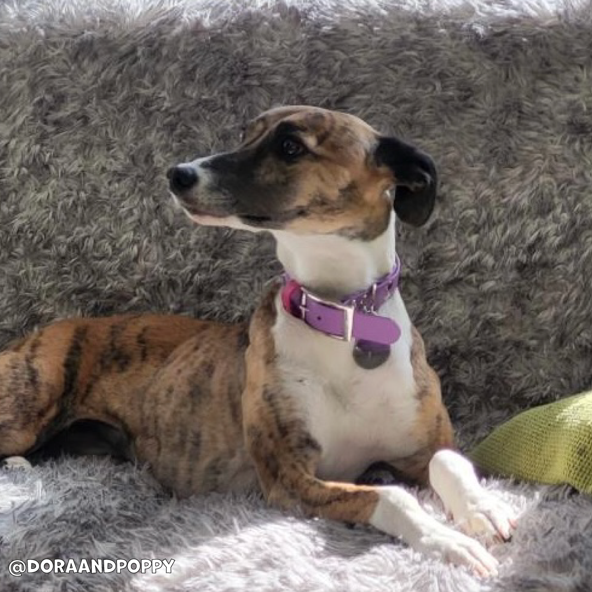 Violet Waterproof Dog Collar πβ¨