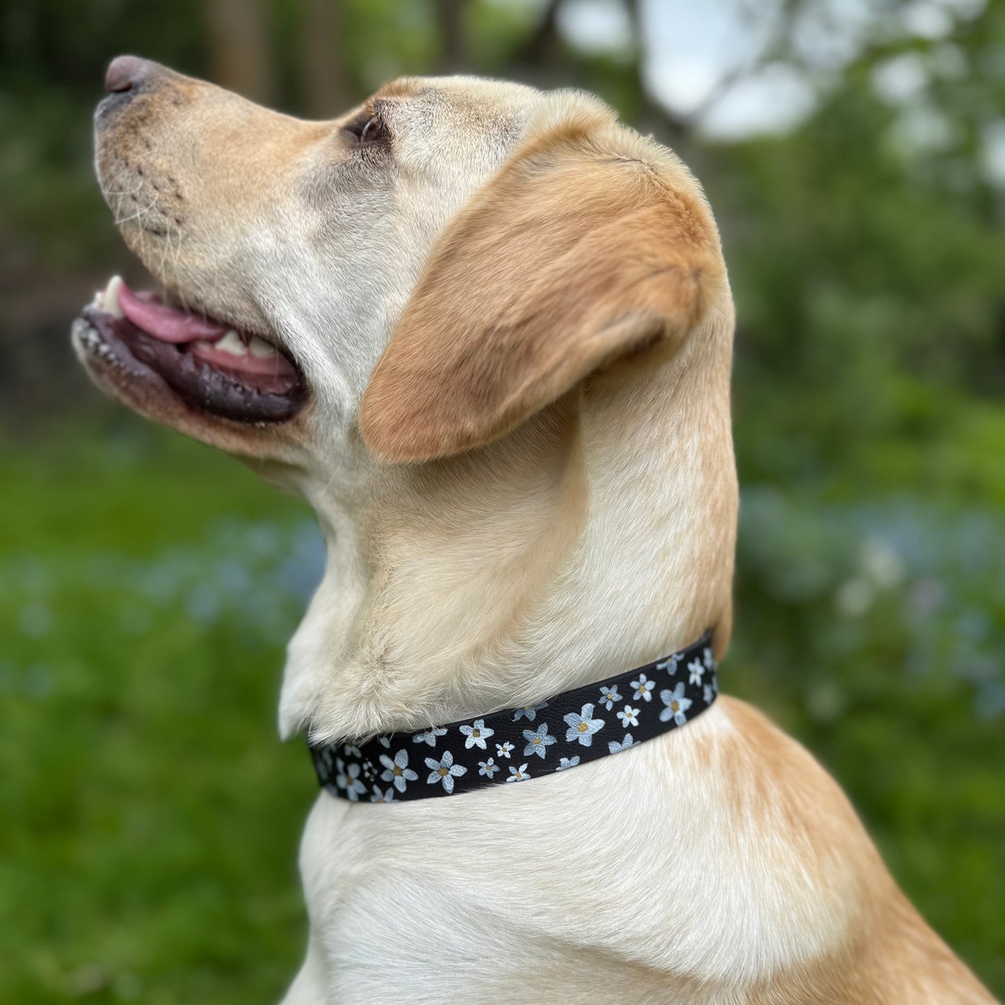 Daisy Hand-painted Waterproof Dog Collar
