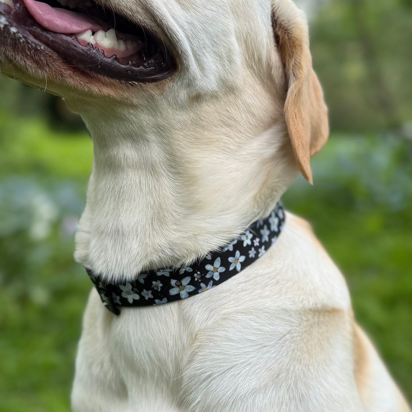 Daisy Hand-painted Waterproof Dog Collar