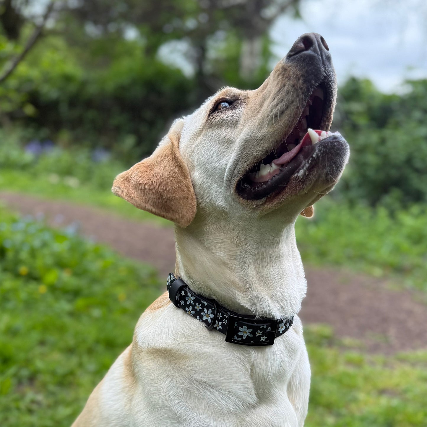 Daisy Hand-painted Waterproof Dog Collar