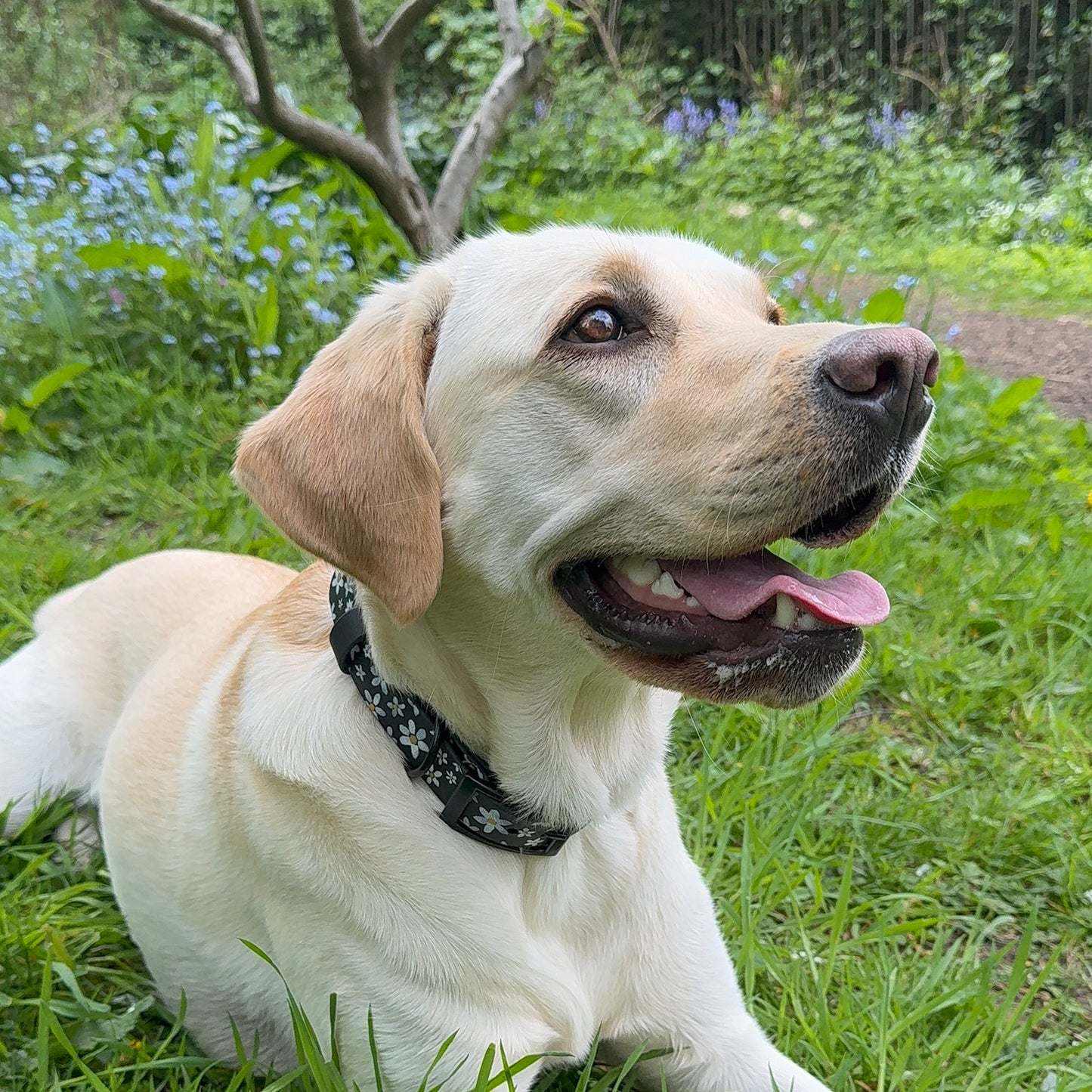 Daisy Hand-painted Waterproof Dog Collar