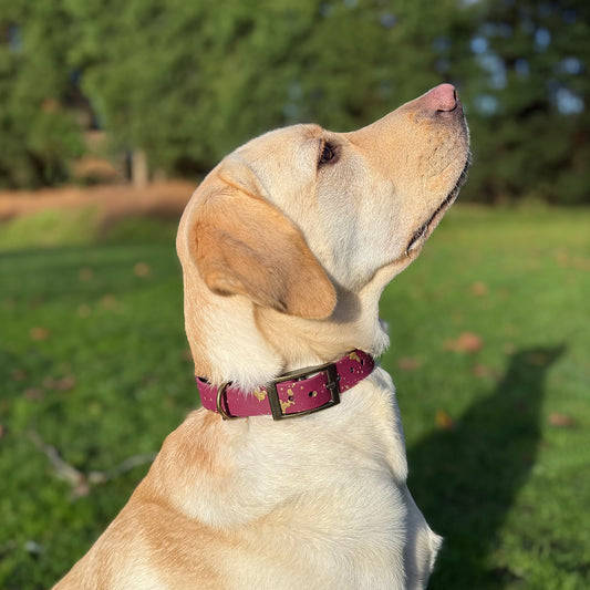 Mulberry Magic ✨ Waterproof dog collar and lead