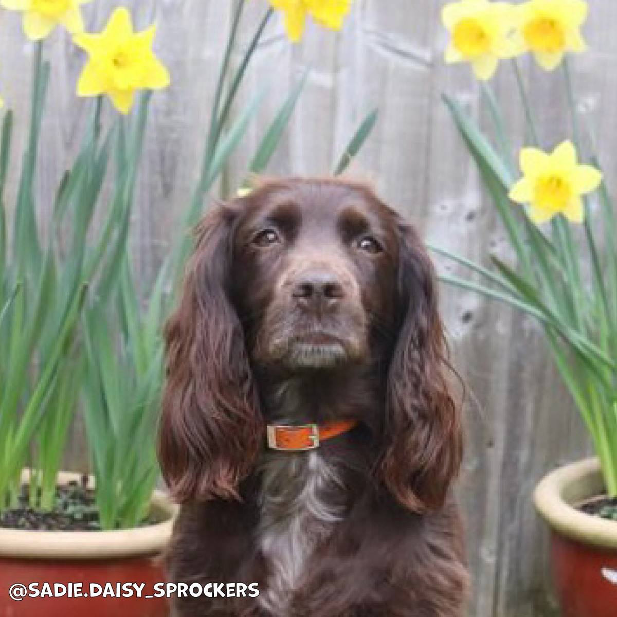 Fire Orange Waterproof Dog Collar 🔥🧡