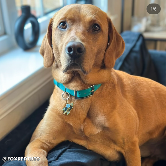 Kingfisher Blue Waterproof Dog Collar 🩵🐬