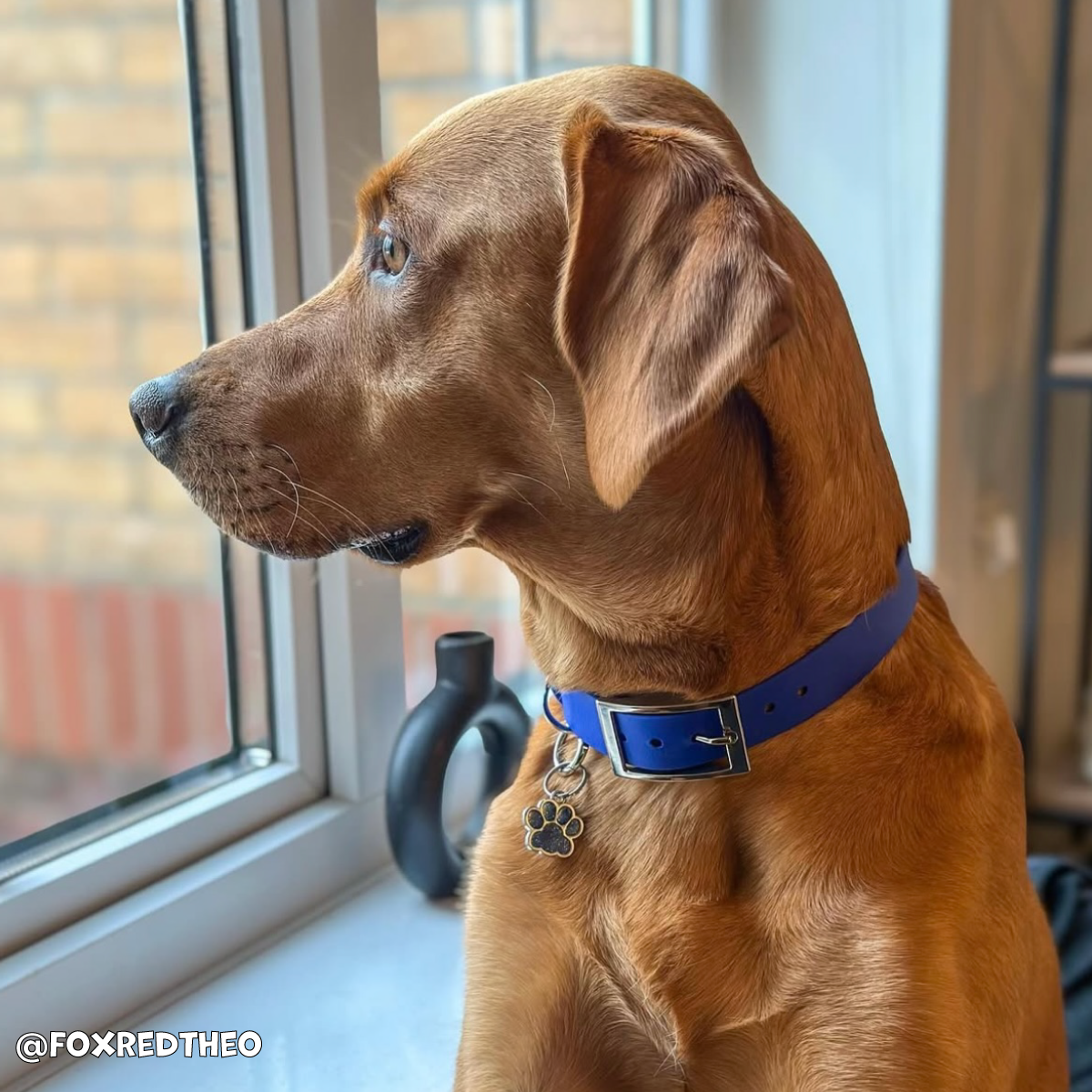 Ocean Blue Waterproof Dog Collar 🌊💙