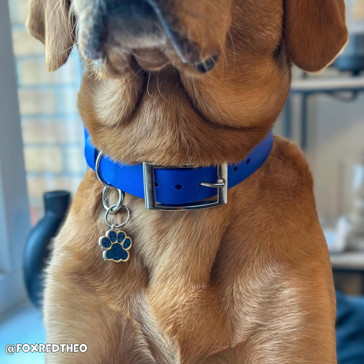 Ocean Blue Waterproof Dog Collar 🌊💙