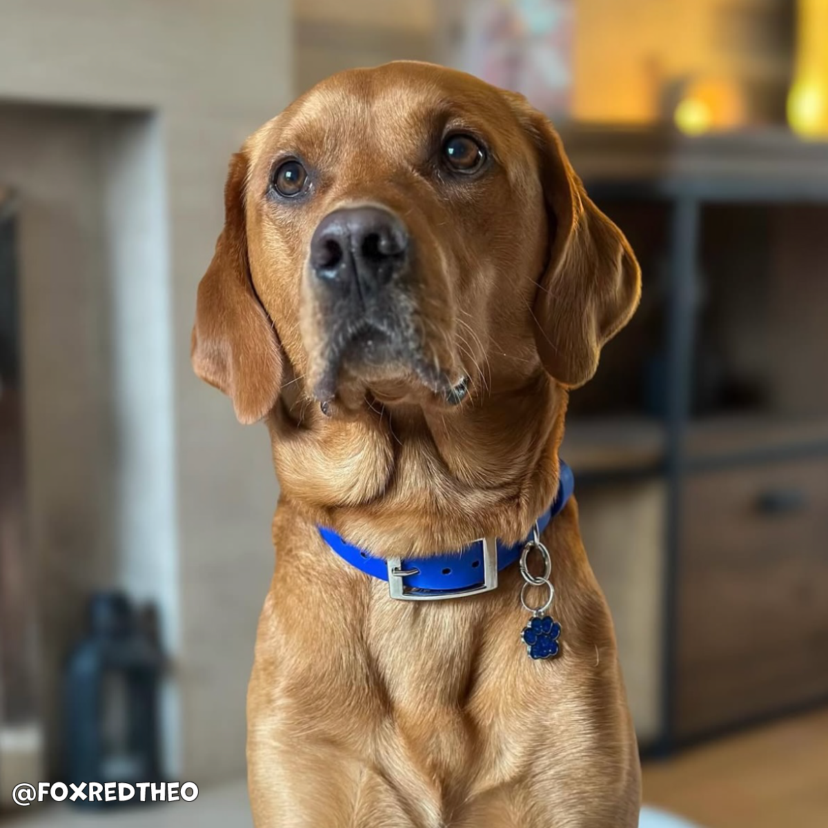 Ocean Blue Waterproof Dog Collar 🌊💙
