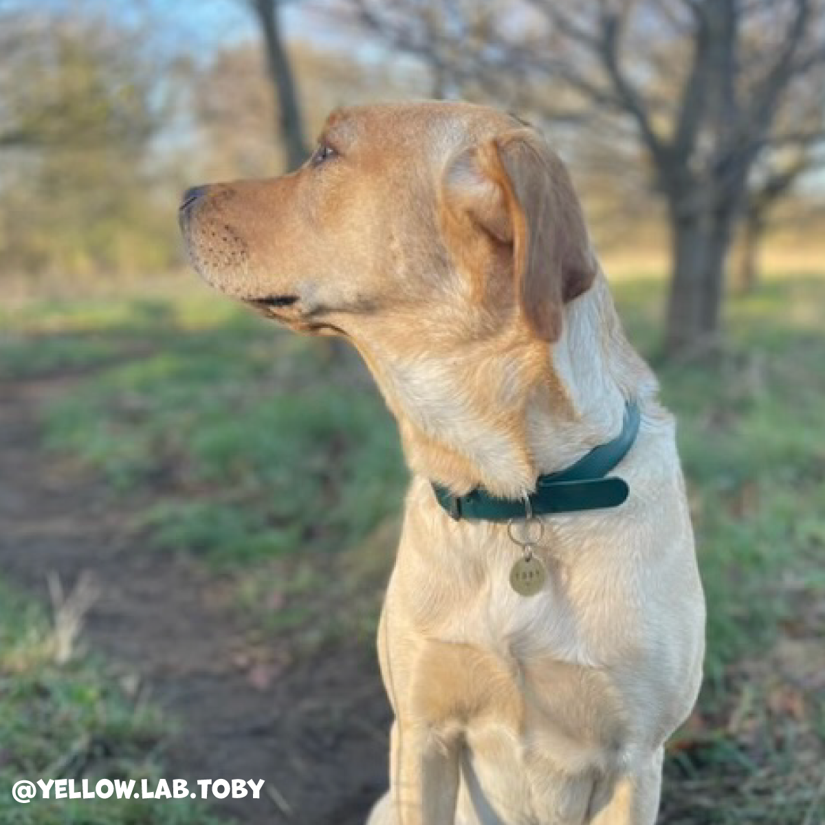 Forest Green Waterproof Dog Collar πΏπ