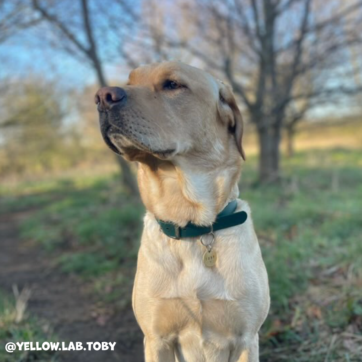 Forest Green Waterproof Dog Collar πΏπ