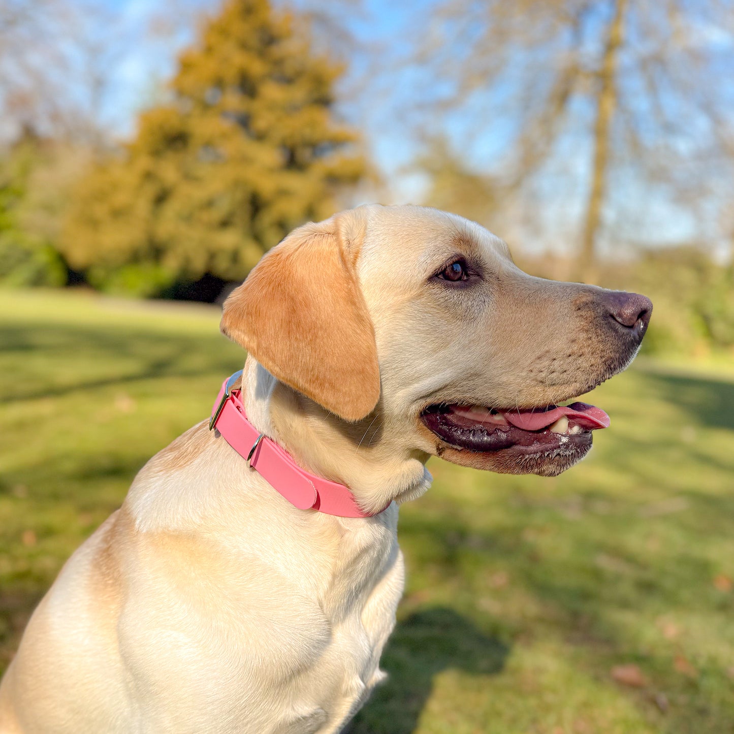 Barbie Pink Waterproof Dog Collar ππΈ
