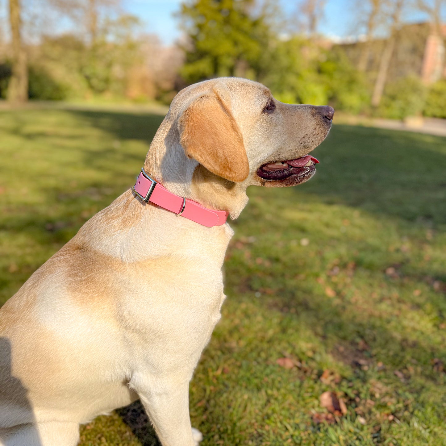 Barbie Pink Waterproof Dog Collar ππΈ