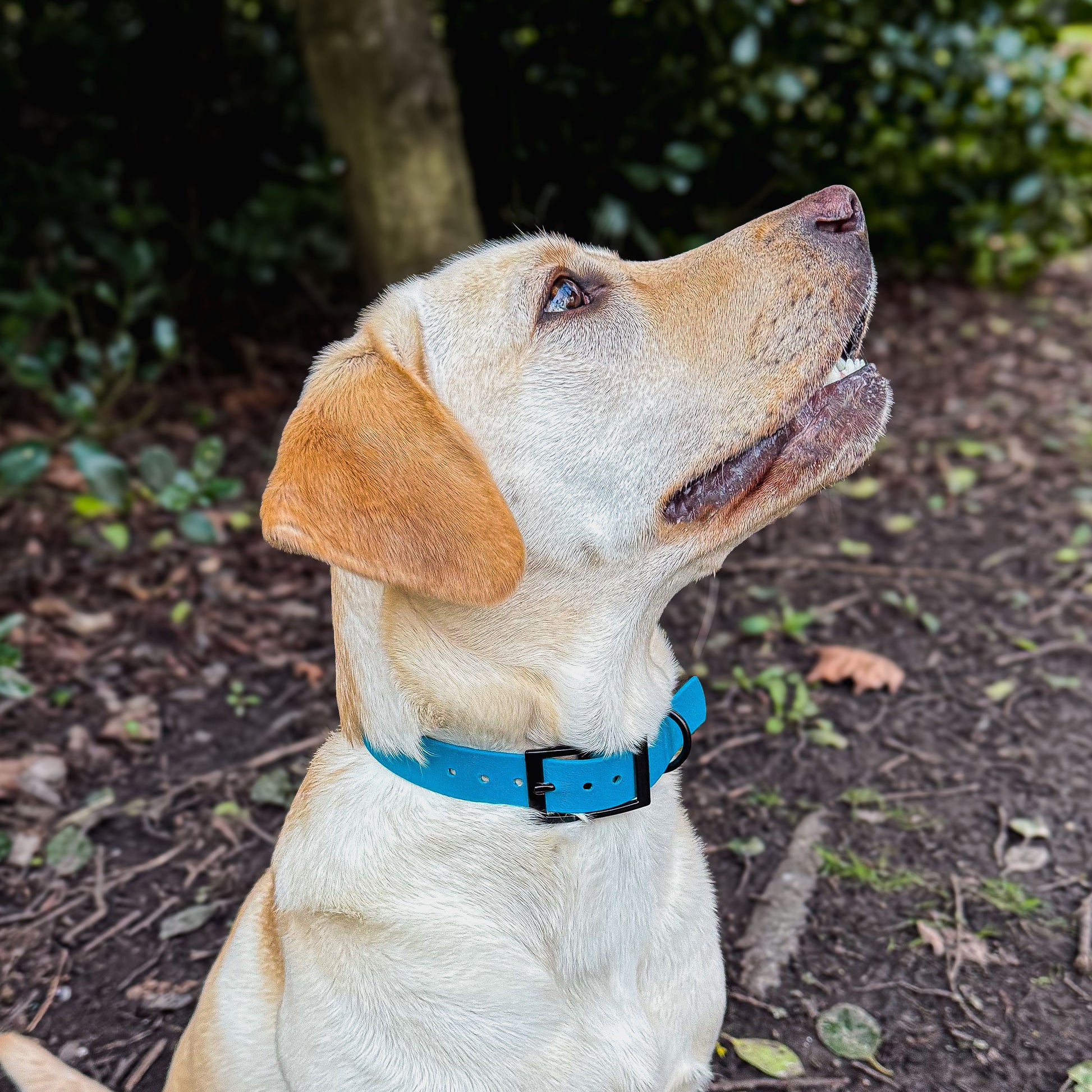 Kingfisher Blue waterproof BioThane dog collar, with black hardware on Labrador