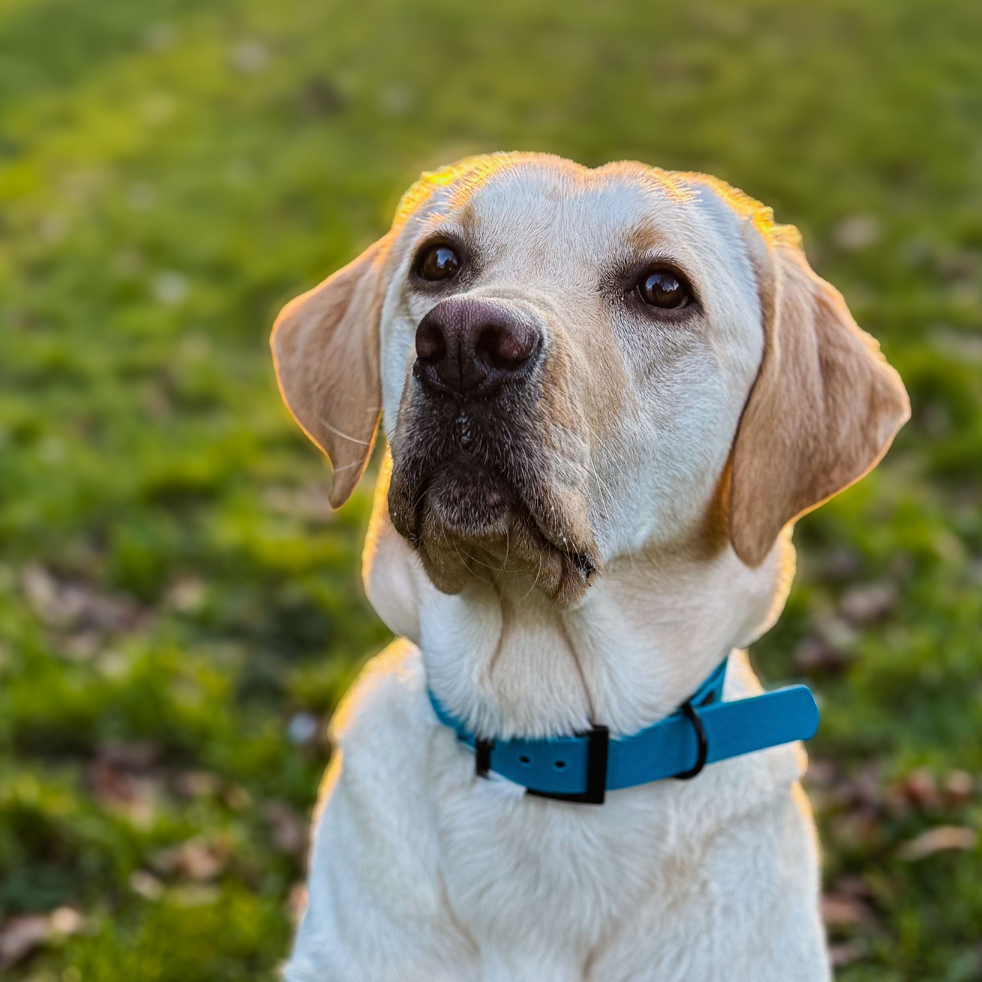 Kingfisher Blue waterproof BioThane dog collar, with black hardware on Labrador facing forward