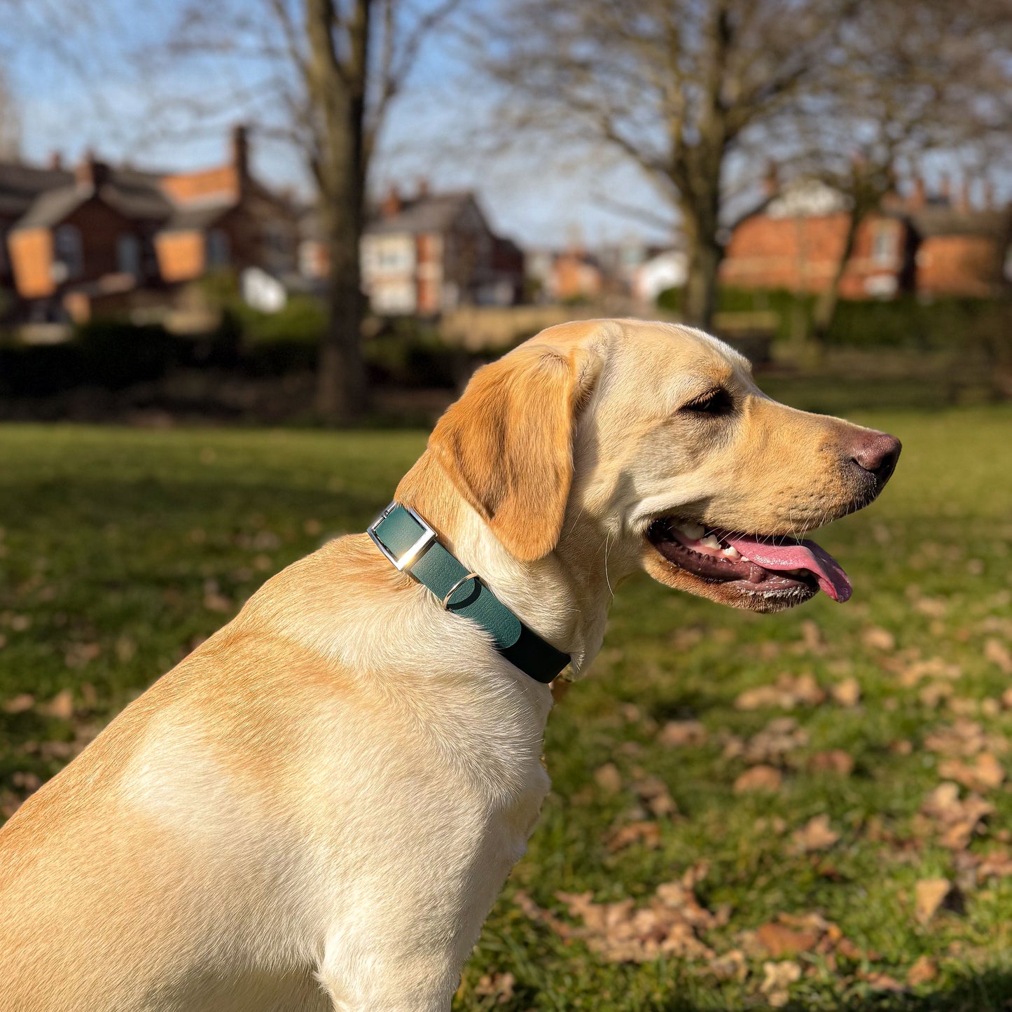 Forest green waterproof BioThane dog collar, with silver hardware in sunlight