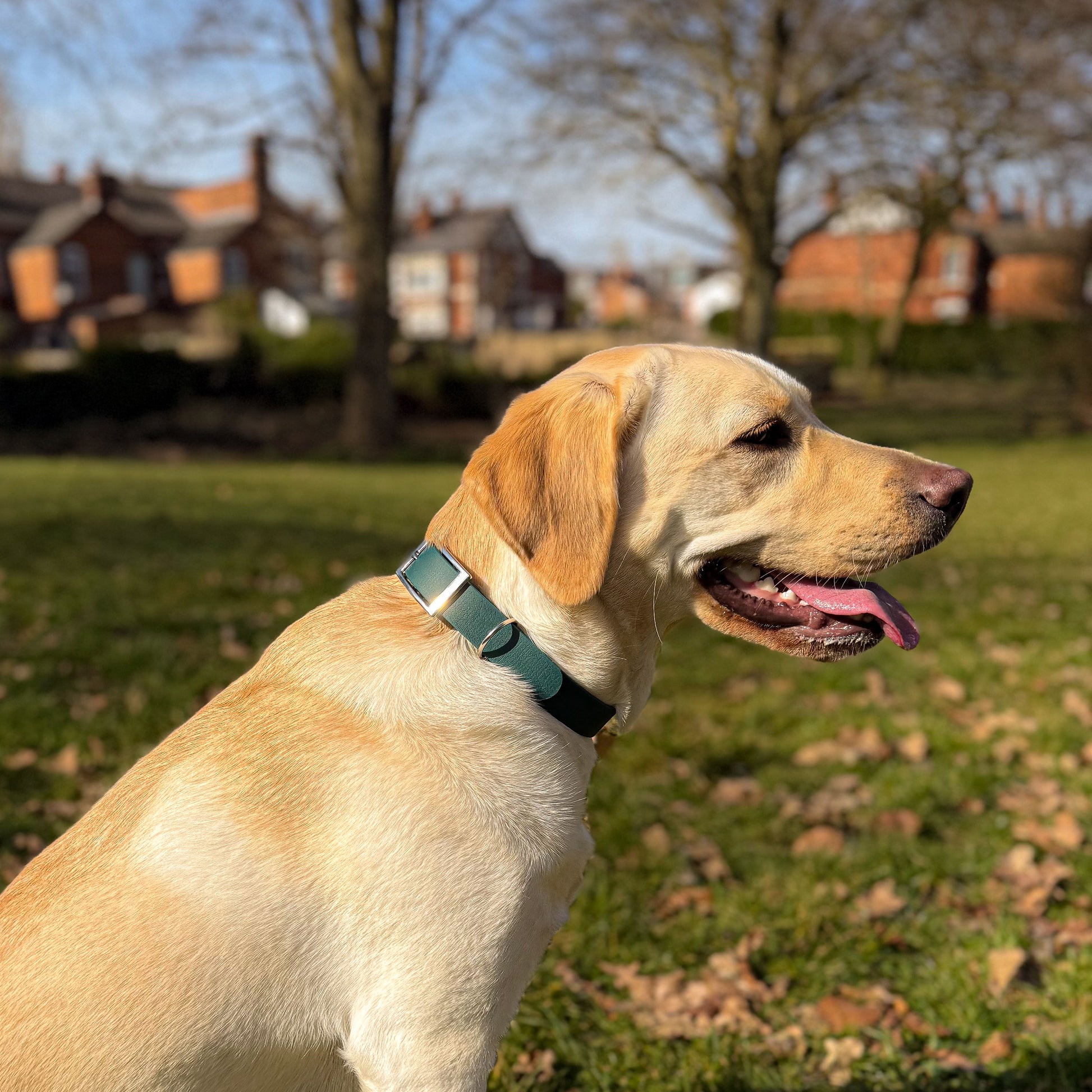 Forest green waterproof BioThane dog collar, with silver hardware in sunlight