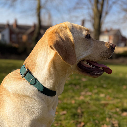 Forest green waterproof BioThane dog collar, with silver hardware on yellow Labrador