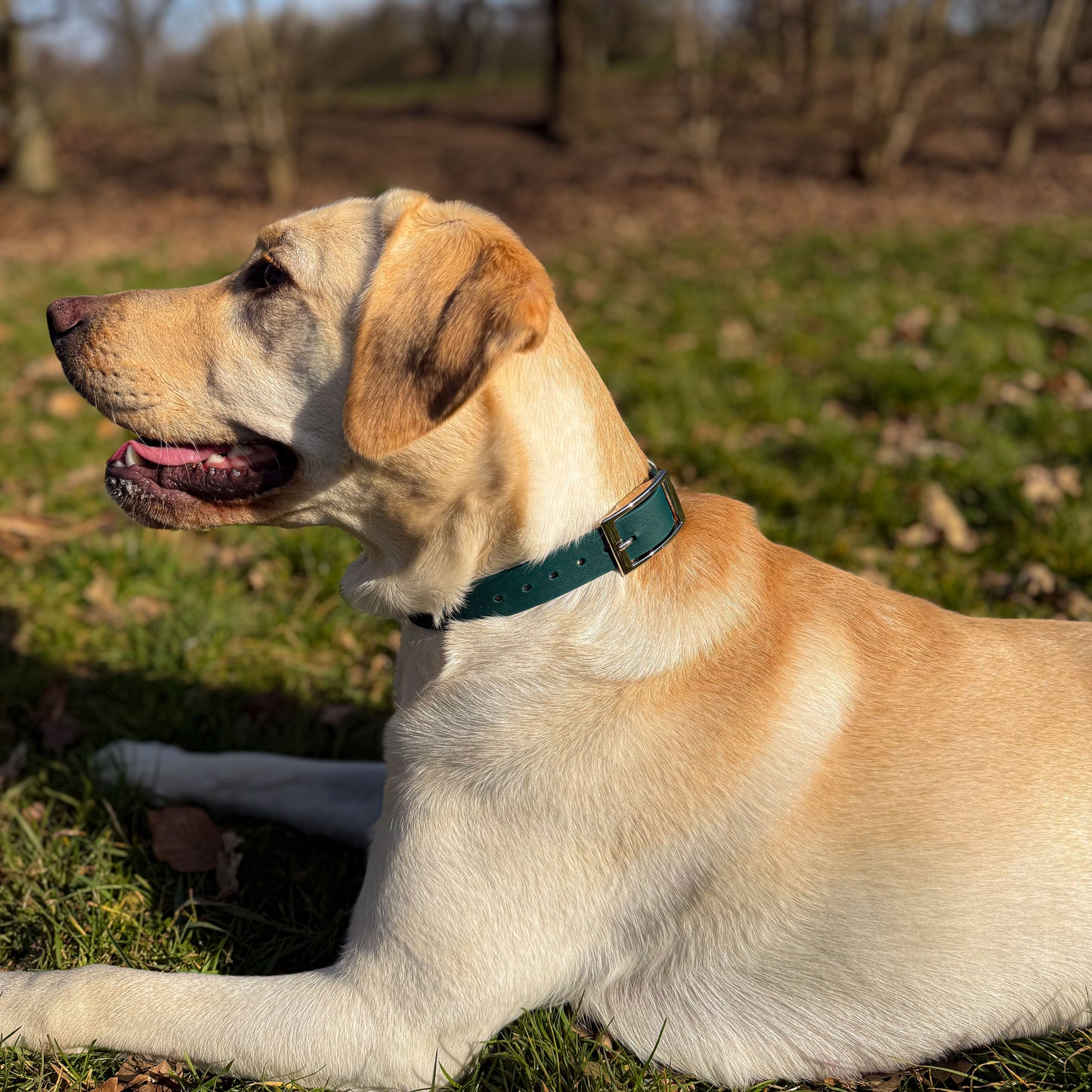 Forest green waterproof BioThane dog collar, with silver hardware on Labrador