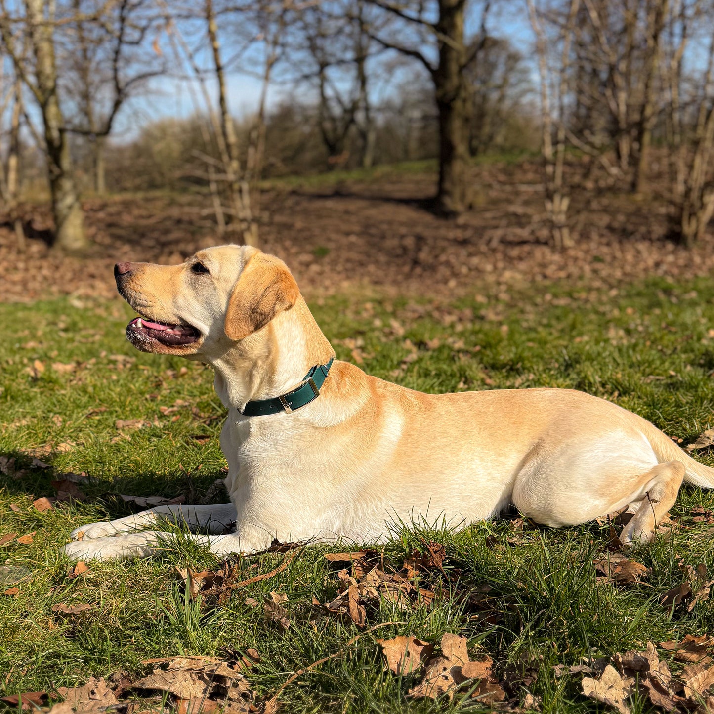 Forest green waterproof BioThane dog collar, with silver hardware on Labrador lying down on grass
