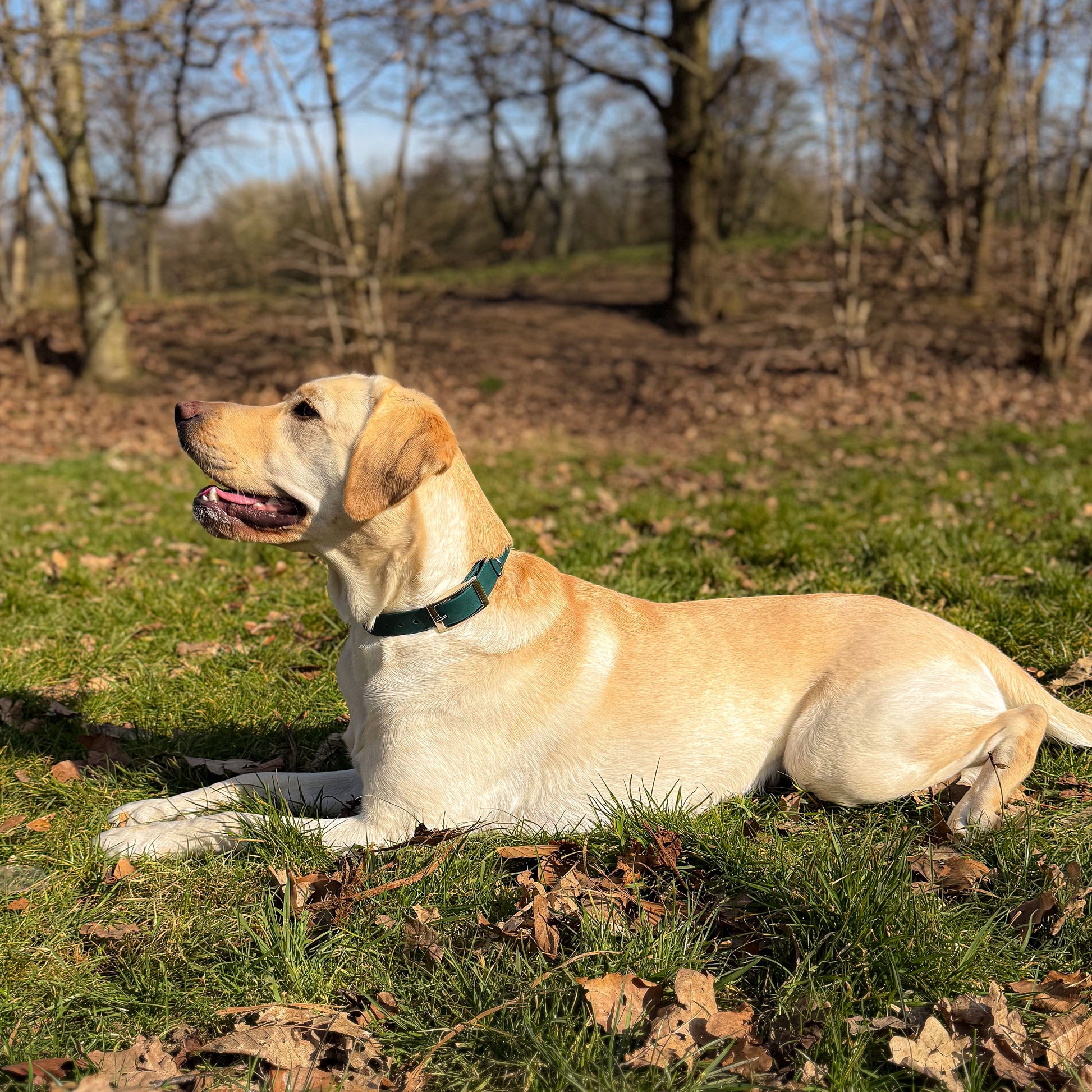 Forest green waterproof BioThane dog collar, with silver hardware on Labrador lying down on grass