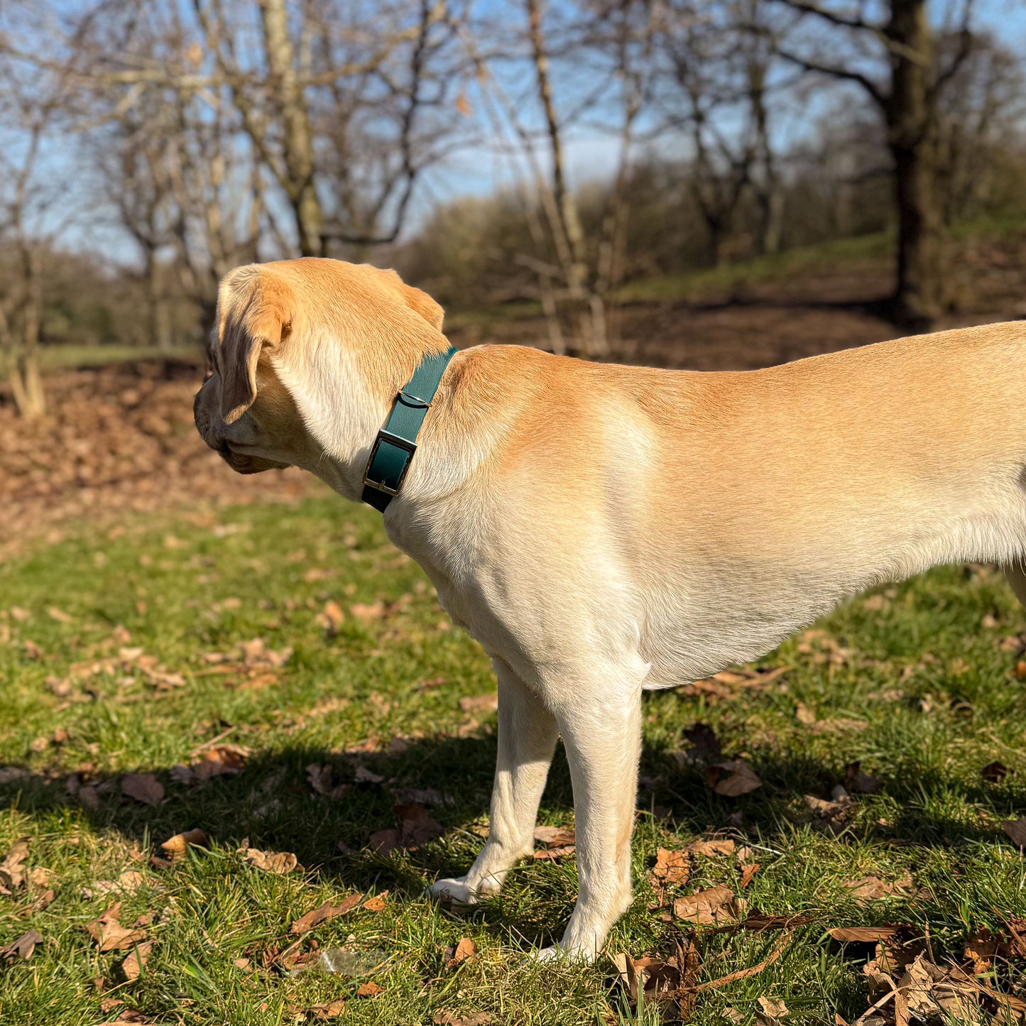 Forest green waterproof BioThane dog collar, with silver hardware on yellow Labrador looking away