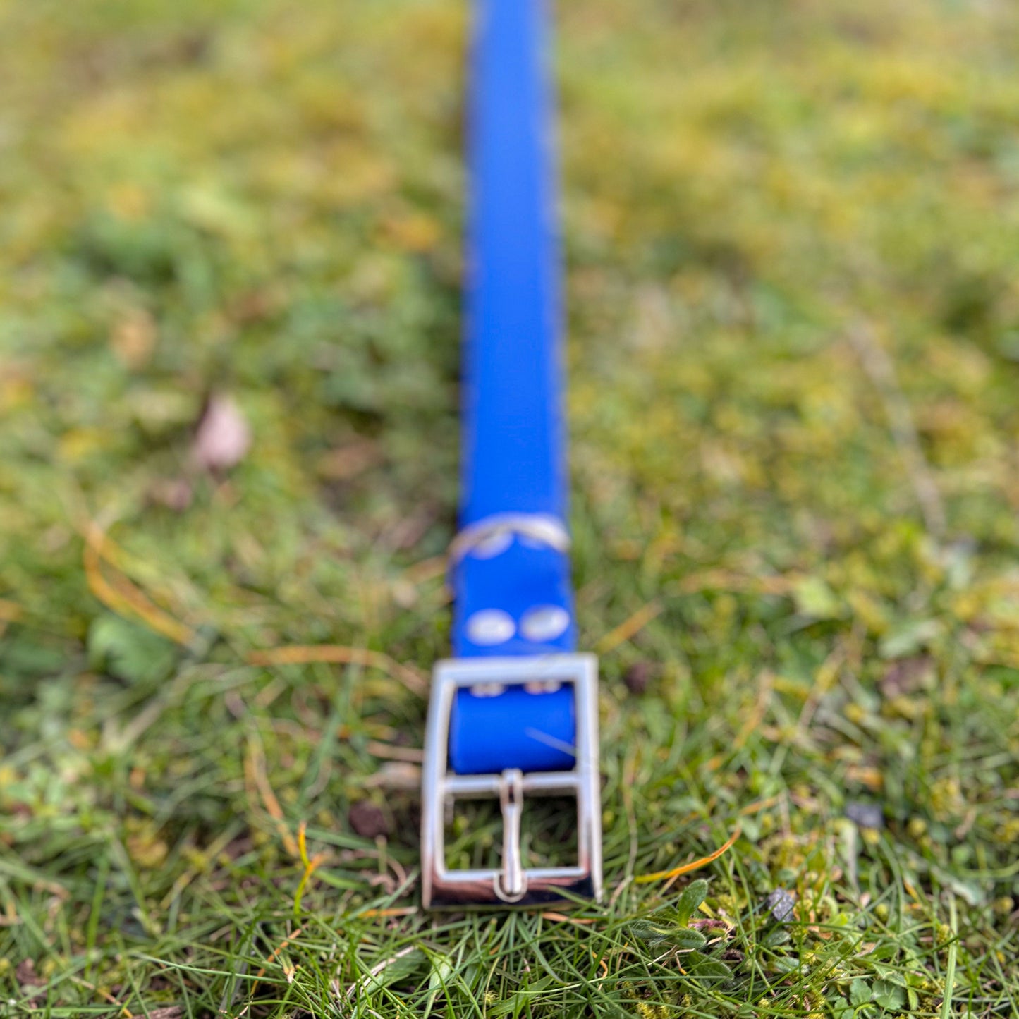 Ocean Blue waterproof BioThane dog collar, with silver hardware on grass