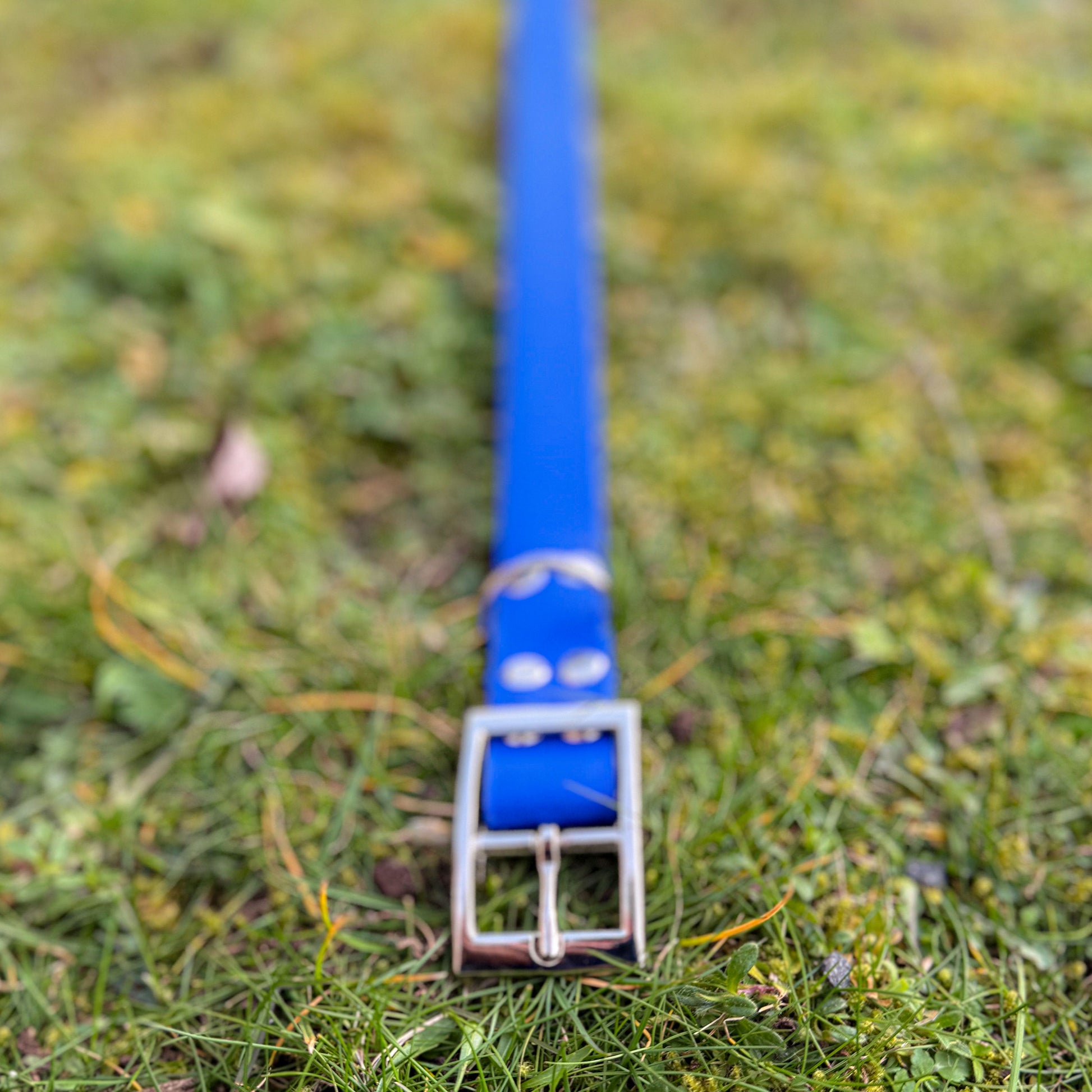 Ocean Blue waterproof BioThane dog collar, with silver hardware on grass