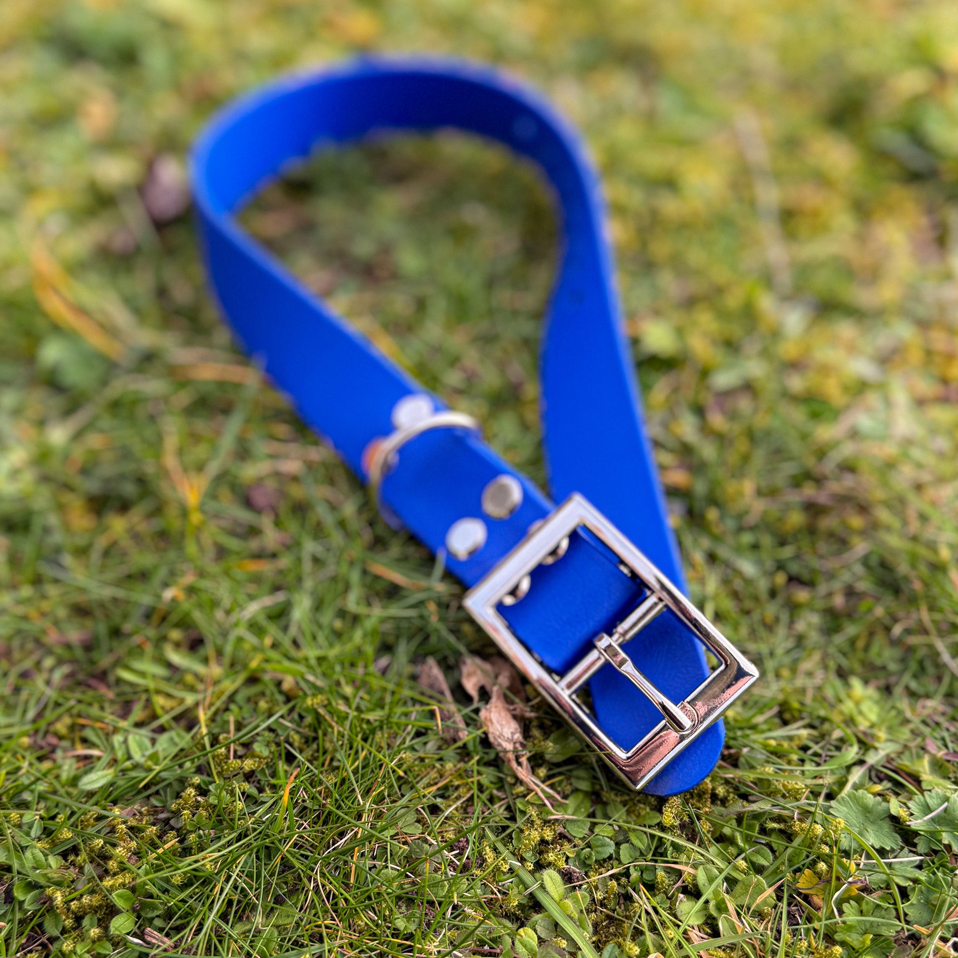 Ocean Blue waterproof BioThane dog collar, with silver hardware on grass, close-up