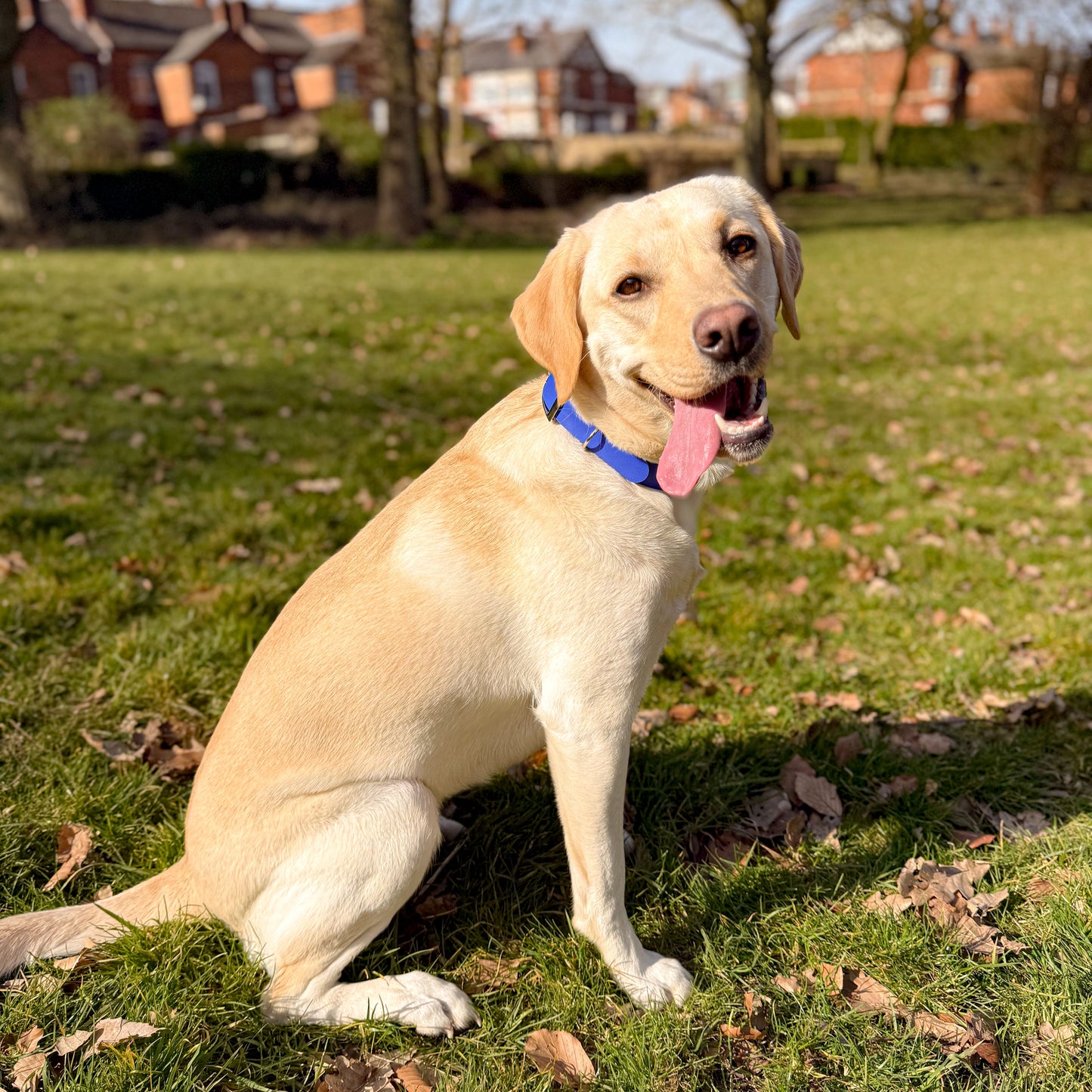 Ocean Blue waterproof BioThane dog collar, with silver hardware on Labrador with tongue out