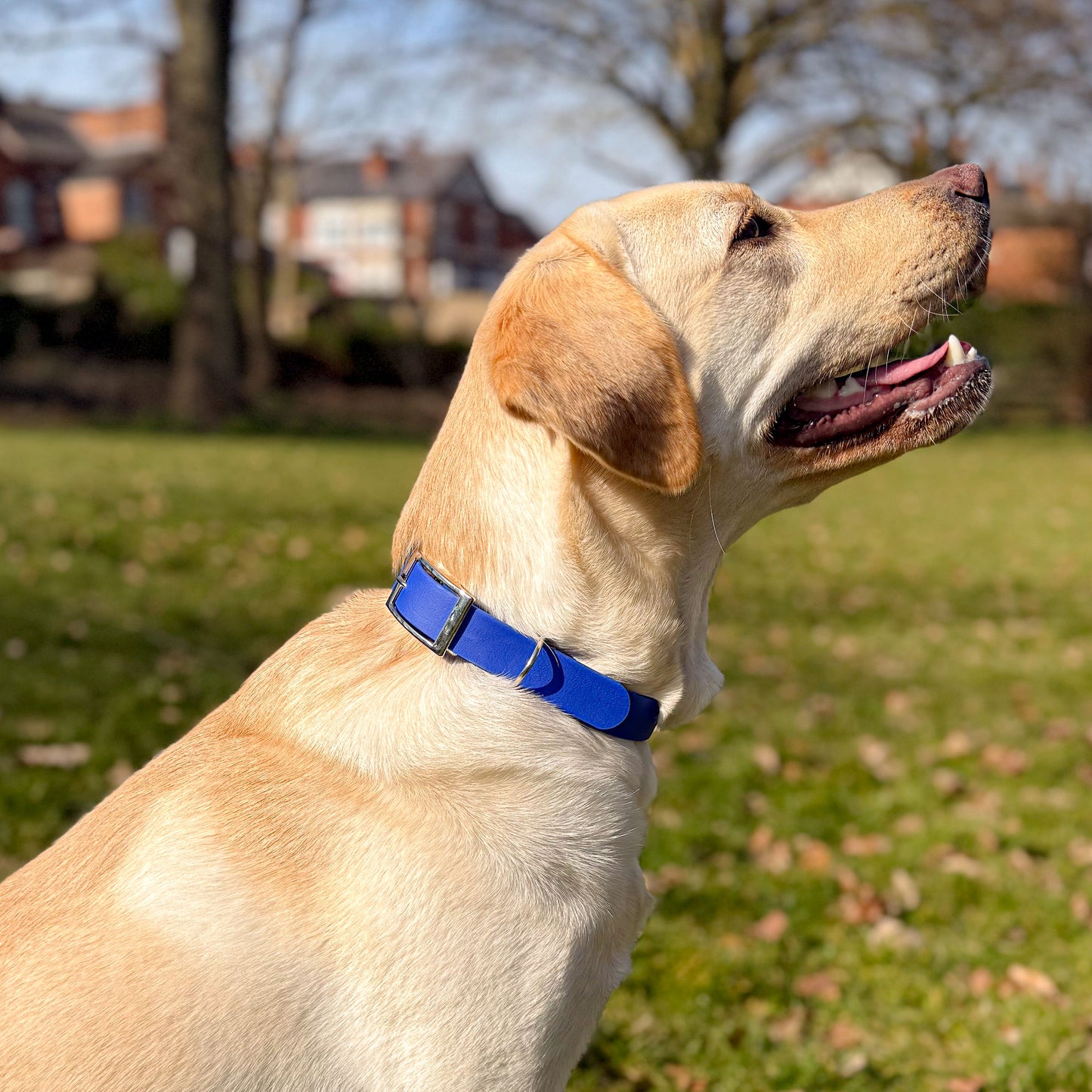 Ocean Blue waterproof BioThane dog collar, with silver hardware on Labrador