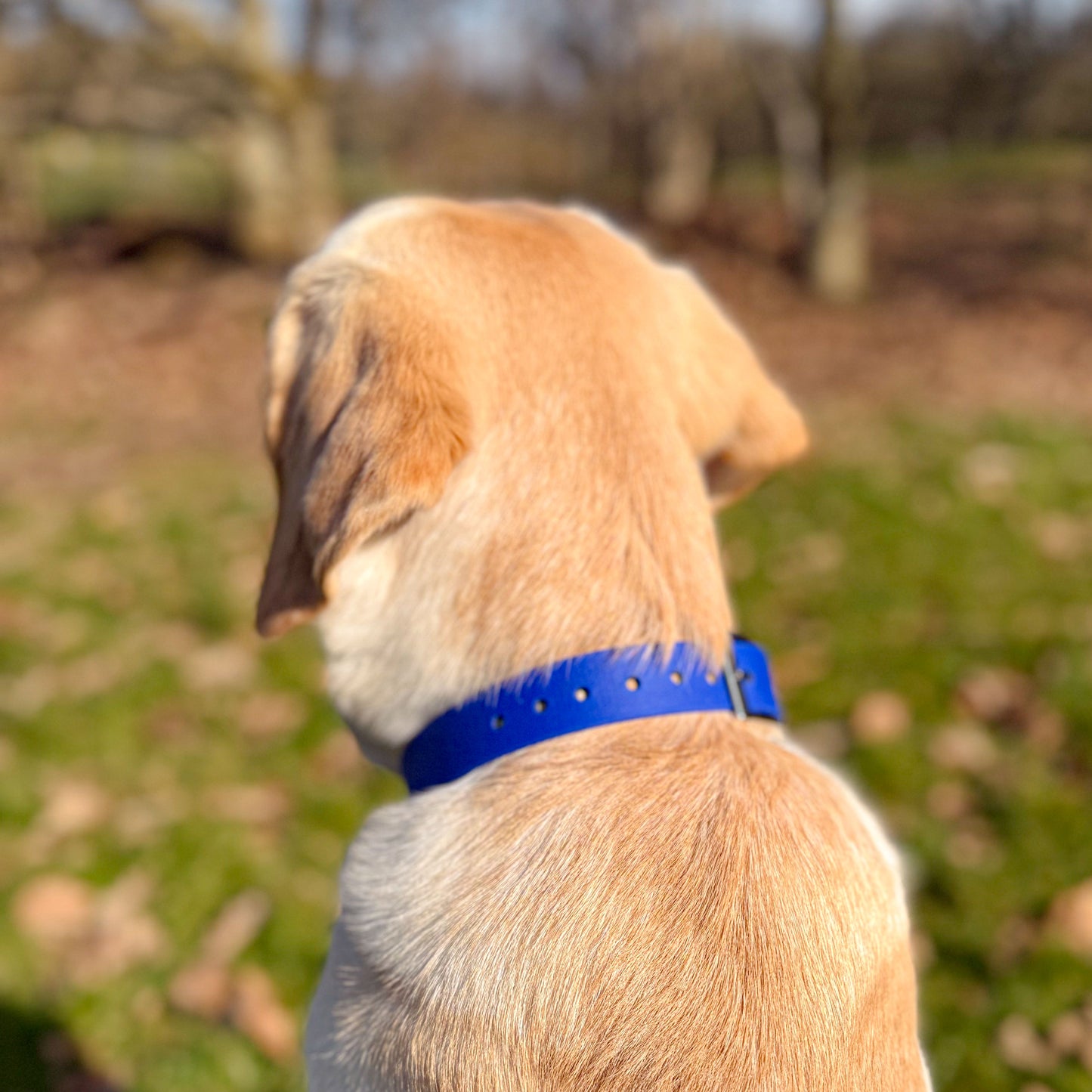 Ocean Blue waterproof BioThane dog collar, with silver hardware on Labrador facing away