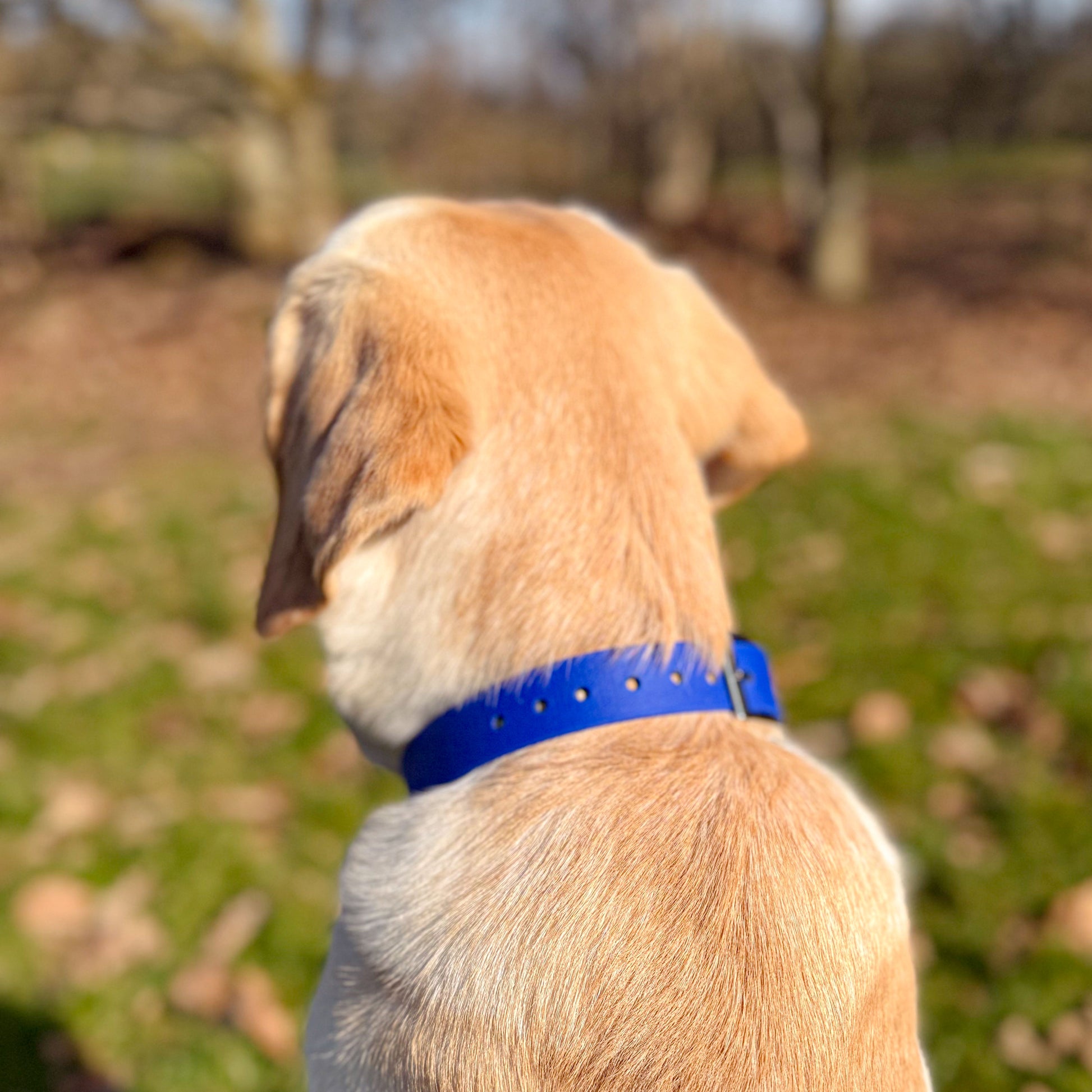 Ocean Blue waterproof BioThane dog collar, with silver hardware on Labrador facing away