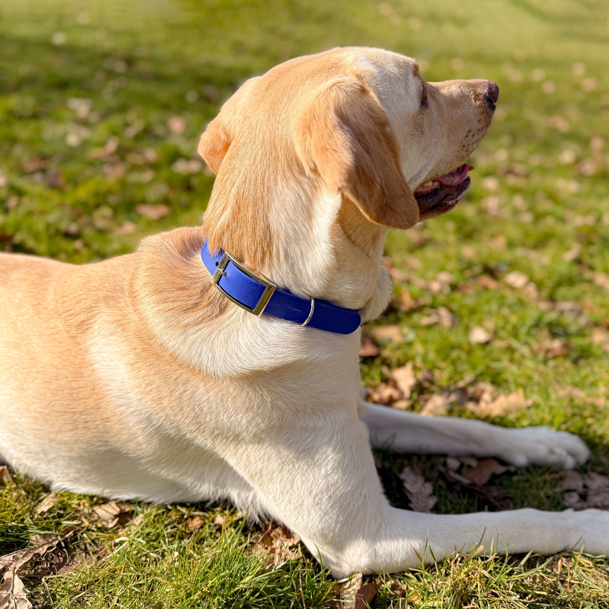Ocean Blue waterproof BioThane dog collar, with silver hardware on Yellow Labrador