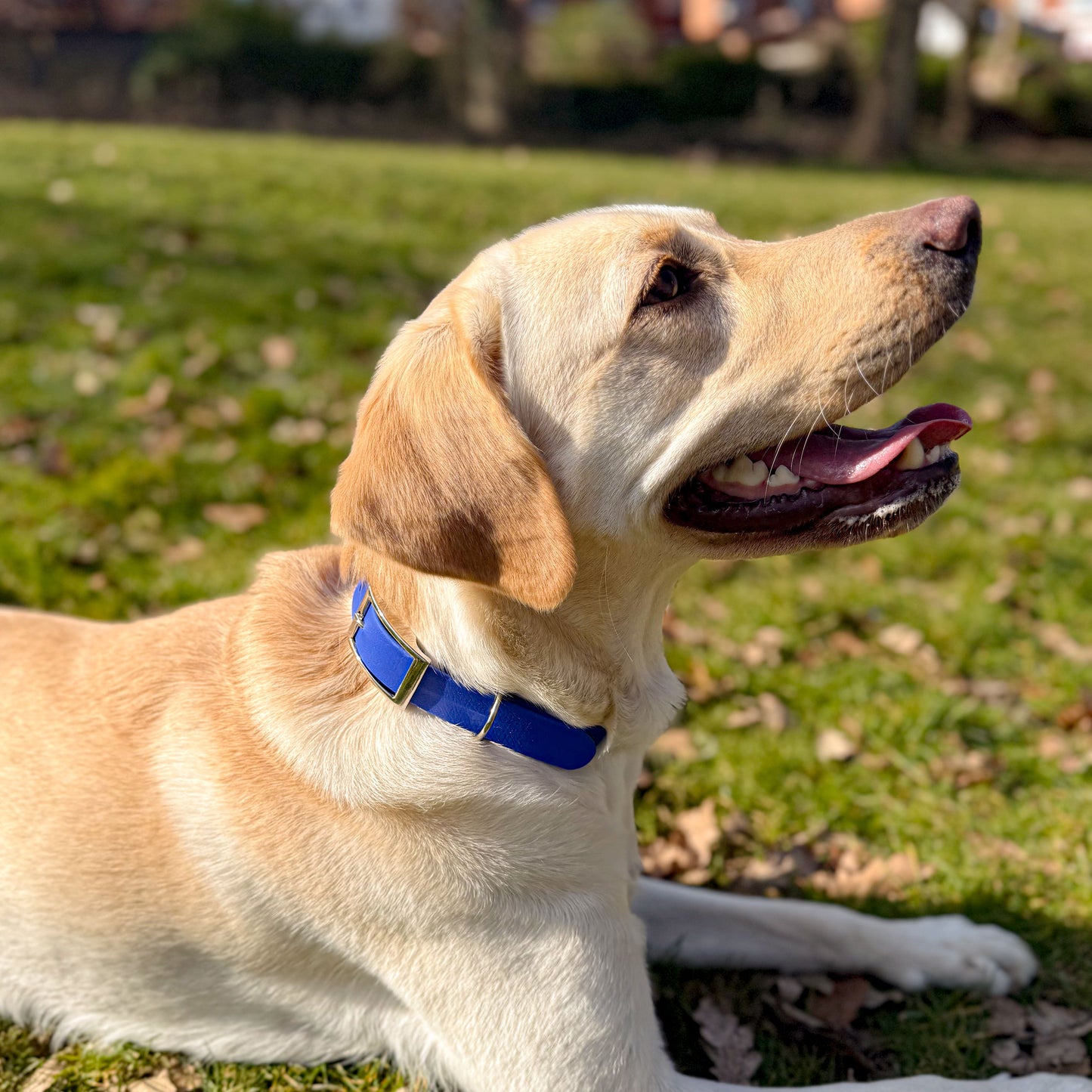 Ocean Blue waterproof BioThane dog collar, with silver hardware on Labrador