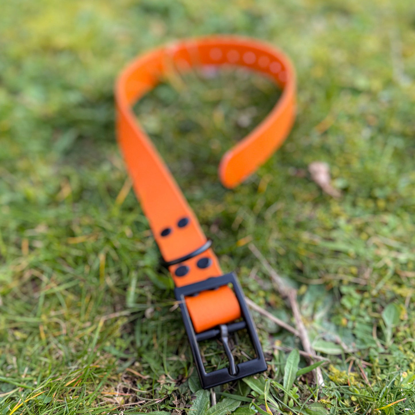 Fire Orange waterproof BioThane dog collar, with black hardware on grass
