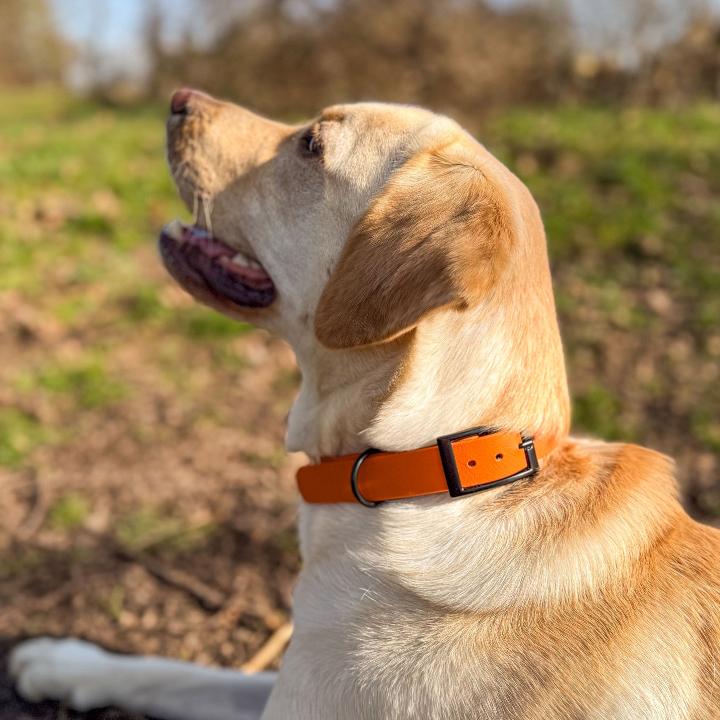 Fire Orange waterproof BioThane dog collar, with black hardware on Labraodr