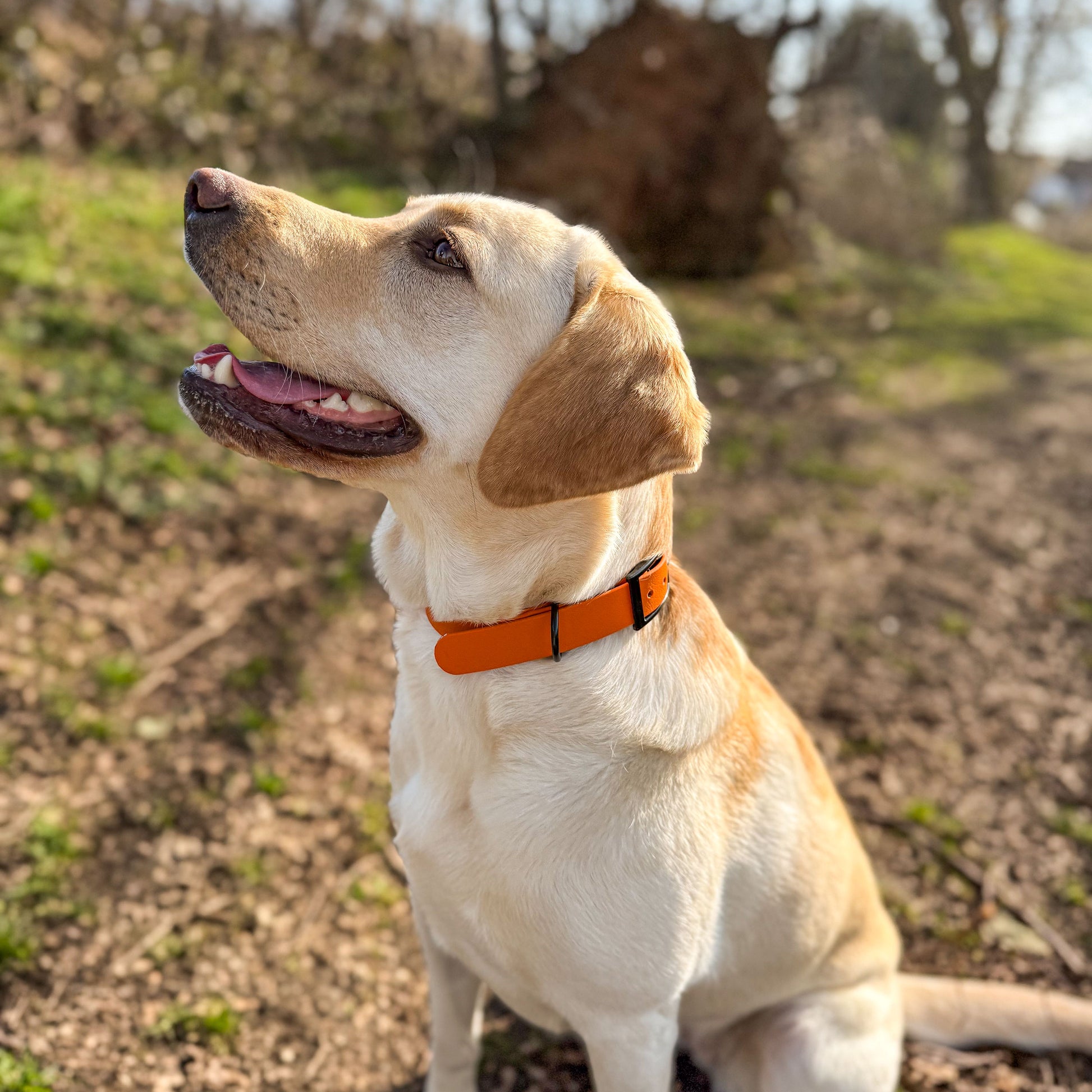 Fire Orange waterproof BioThane dog collar, with black hardware on Yellow Labrador