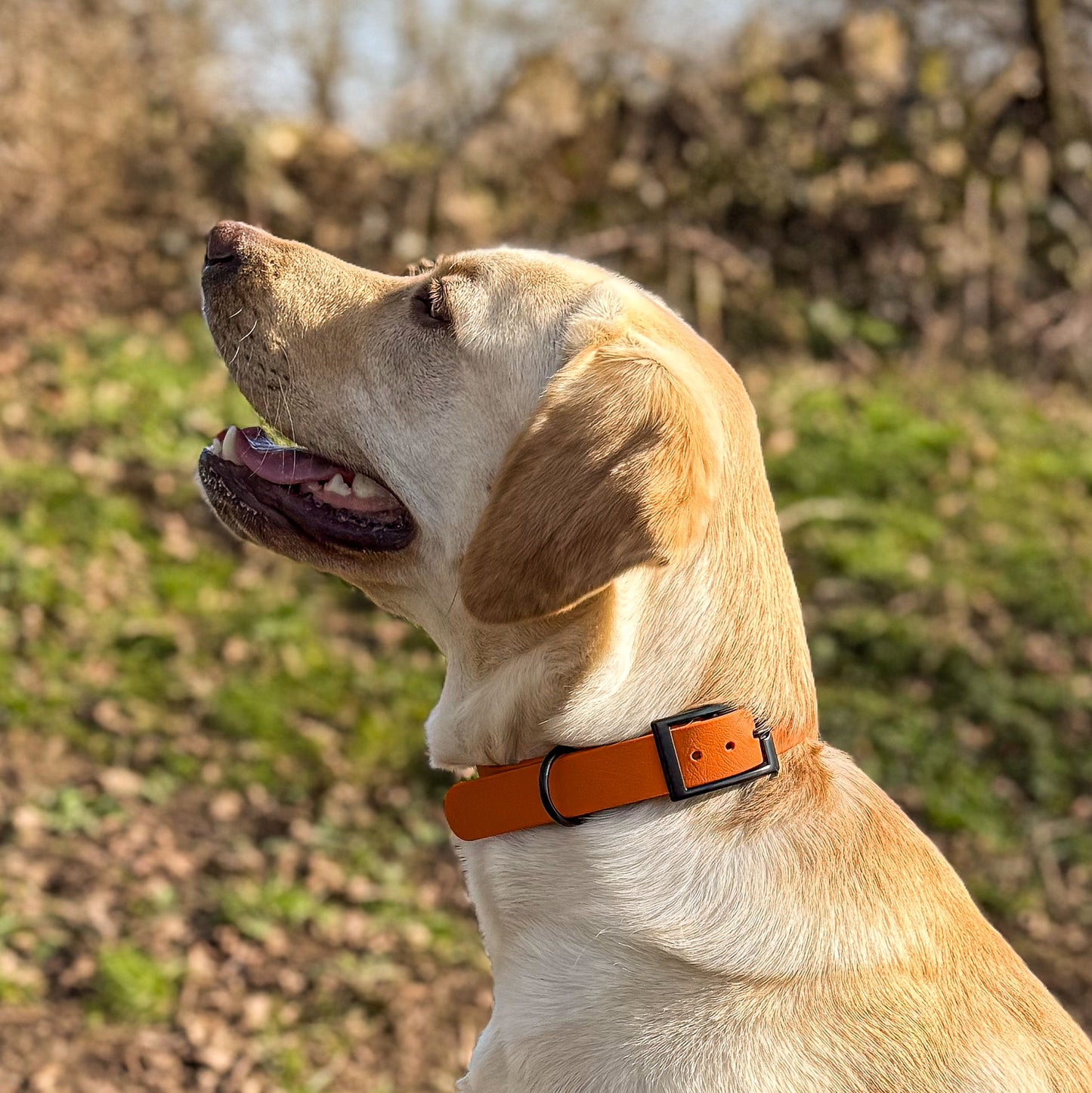Fire Orange waterproof BioThane dog collar, with black hardware on Labrador looking up
